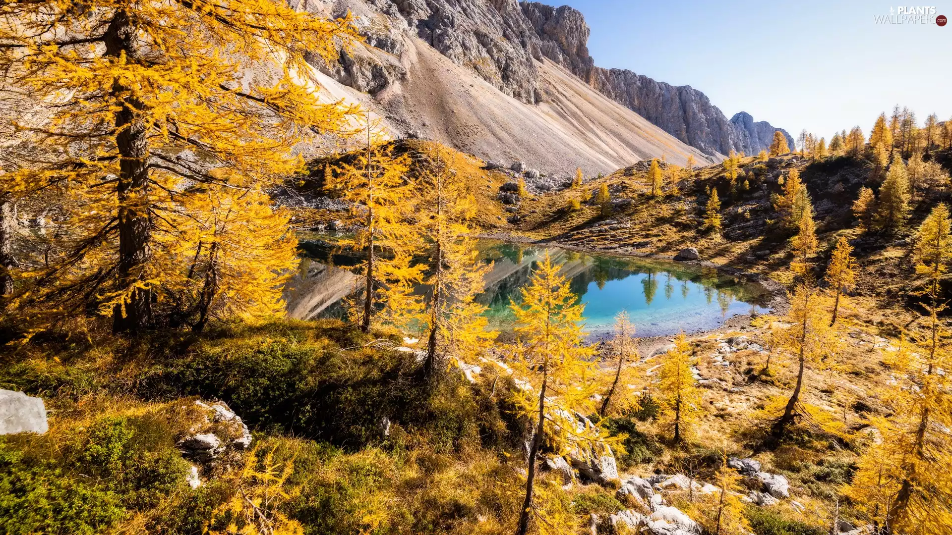lake, autumn, viewes, Larches, trees, Mountains