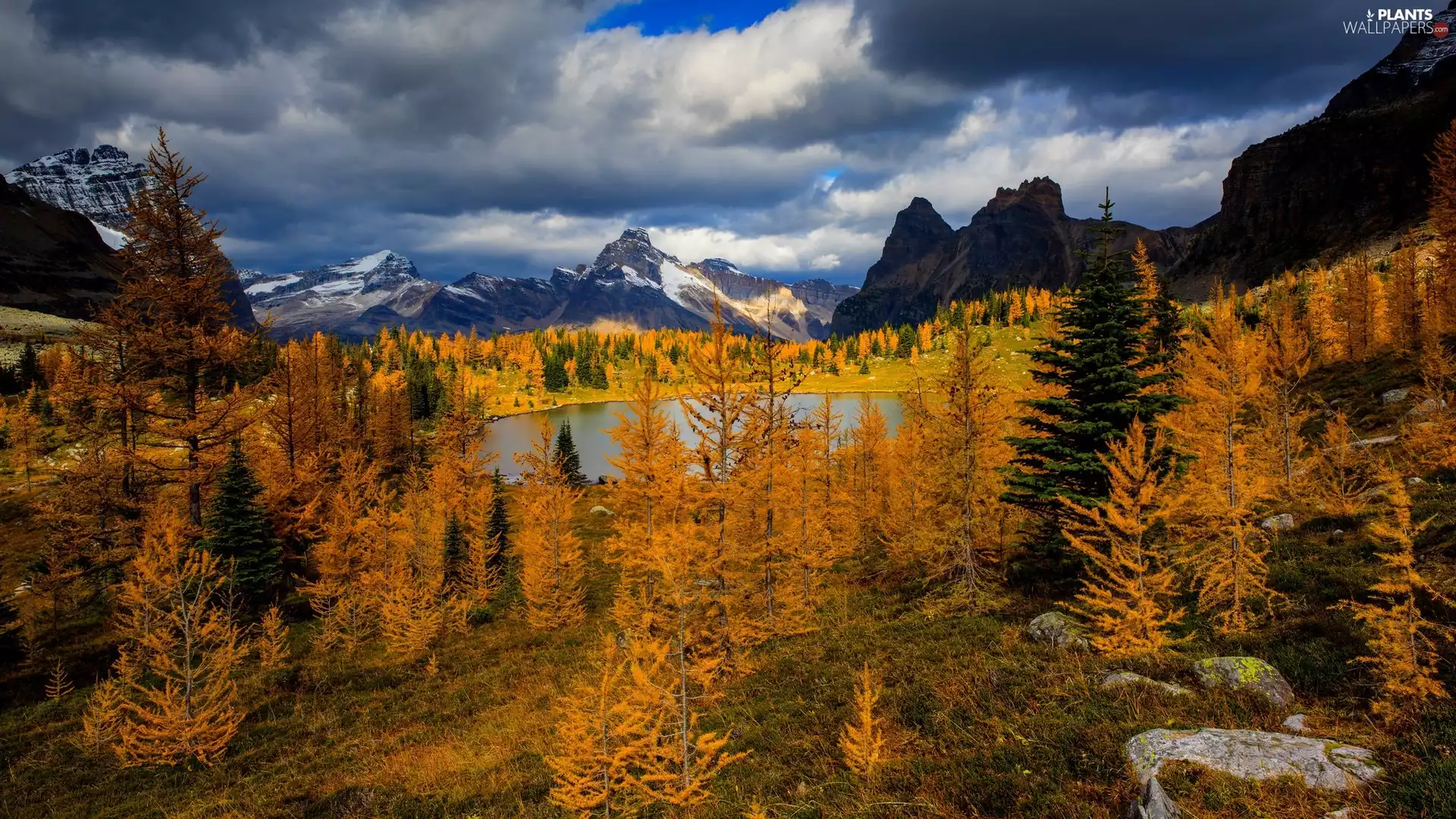 trees, autumn, Spruces, Larches, viewes, Mountain Lake
