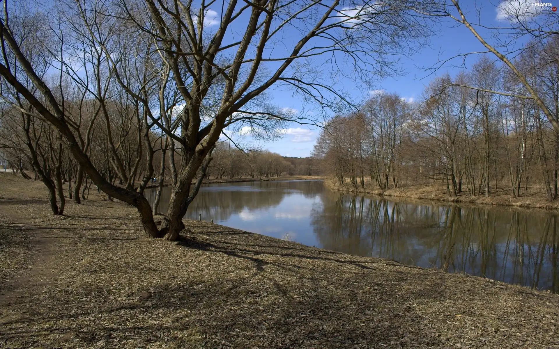 trees, high, late, autumn, viewes, River