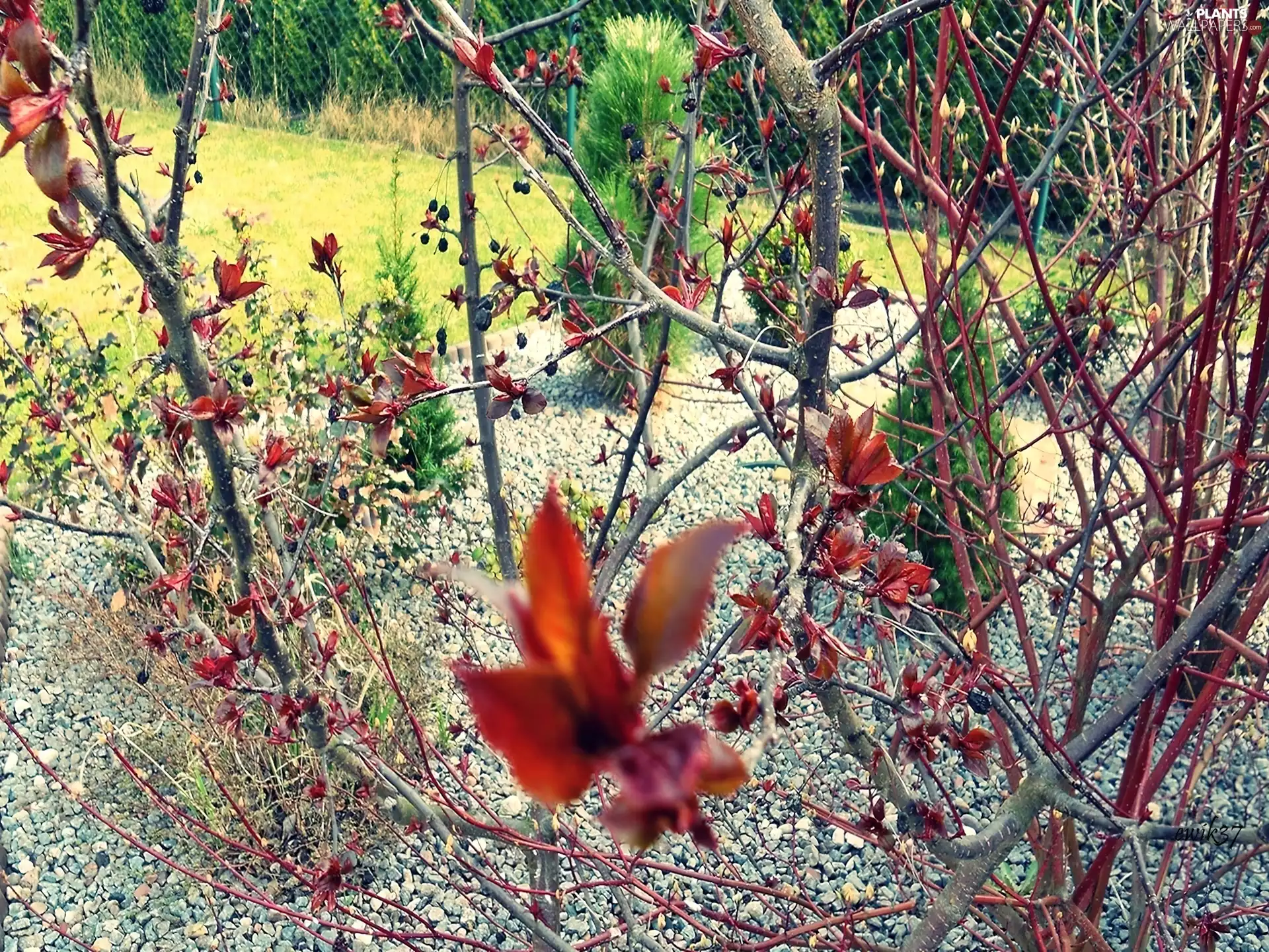 Garden, cherry, Pebble, Lauro