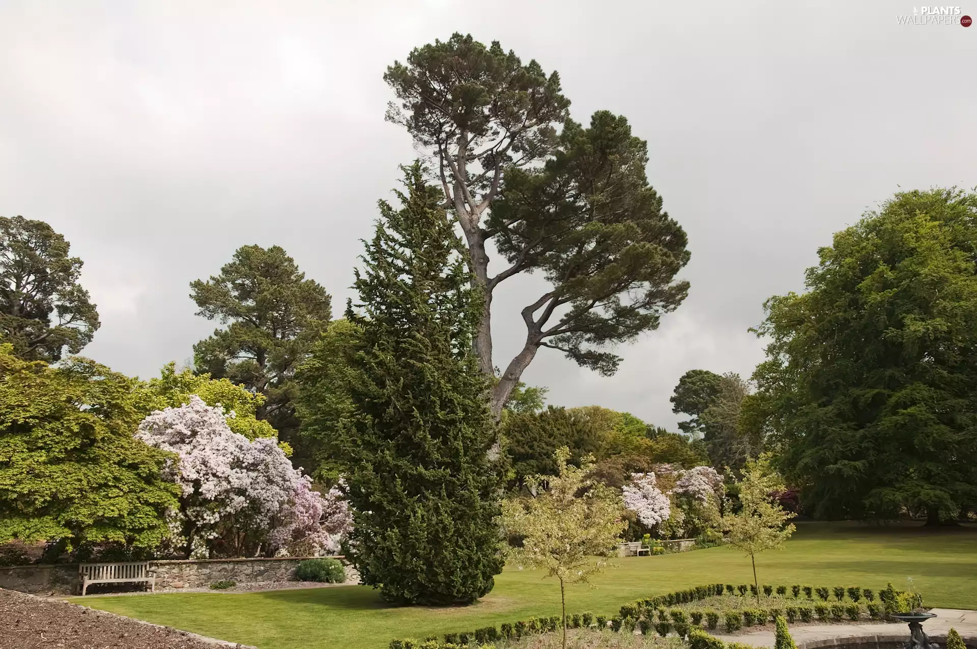 viewes, Park, Bush, Lawn, flourishing, trees
