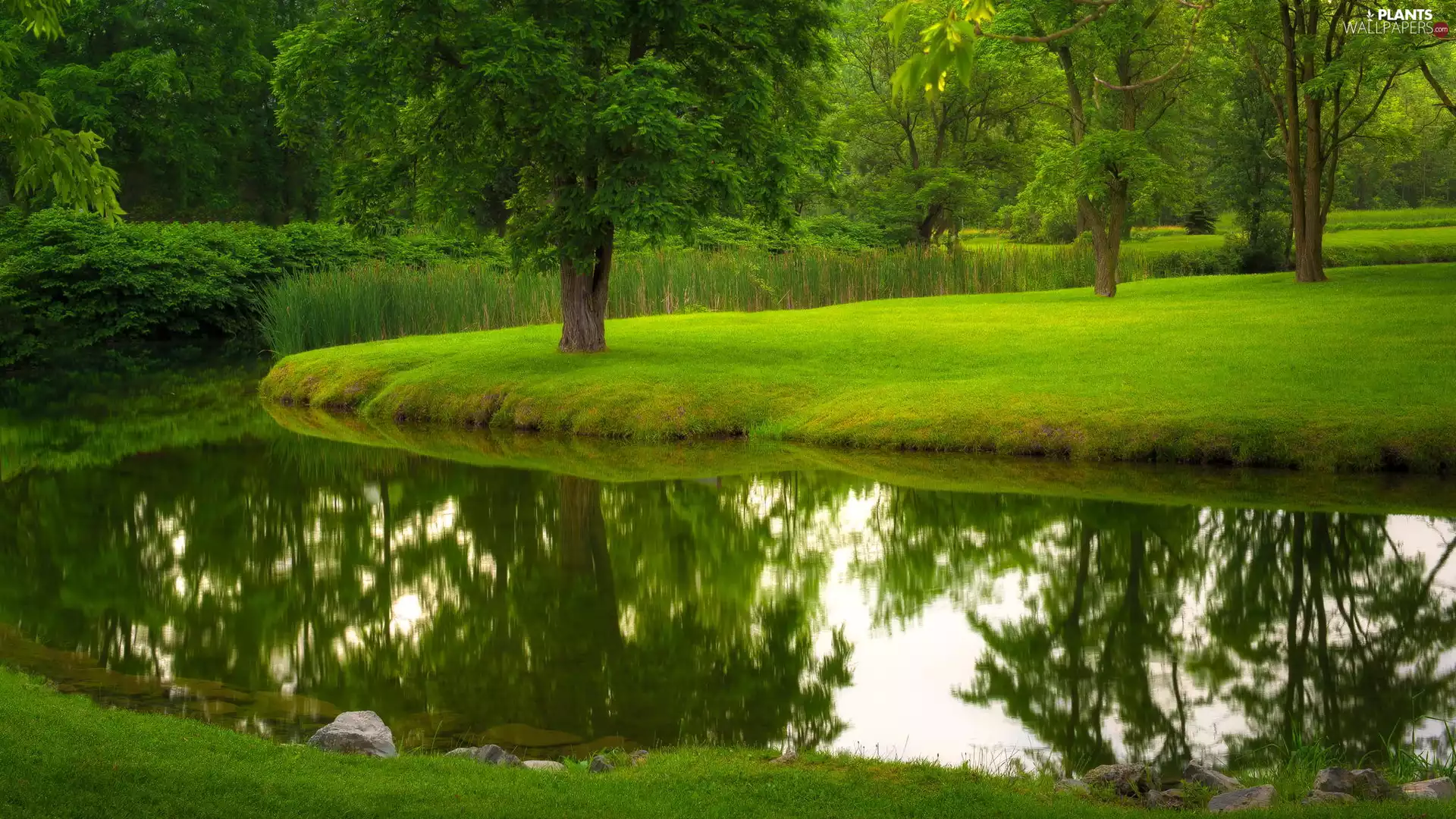 viewes, summer, grass, Lawn, River, trees