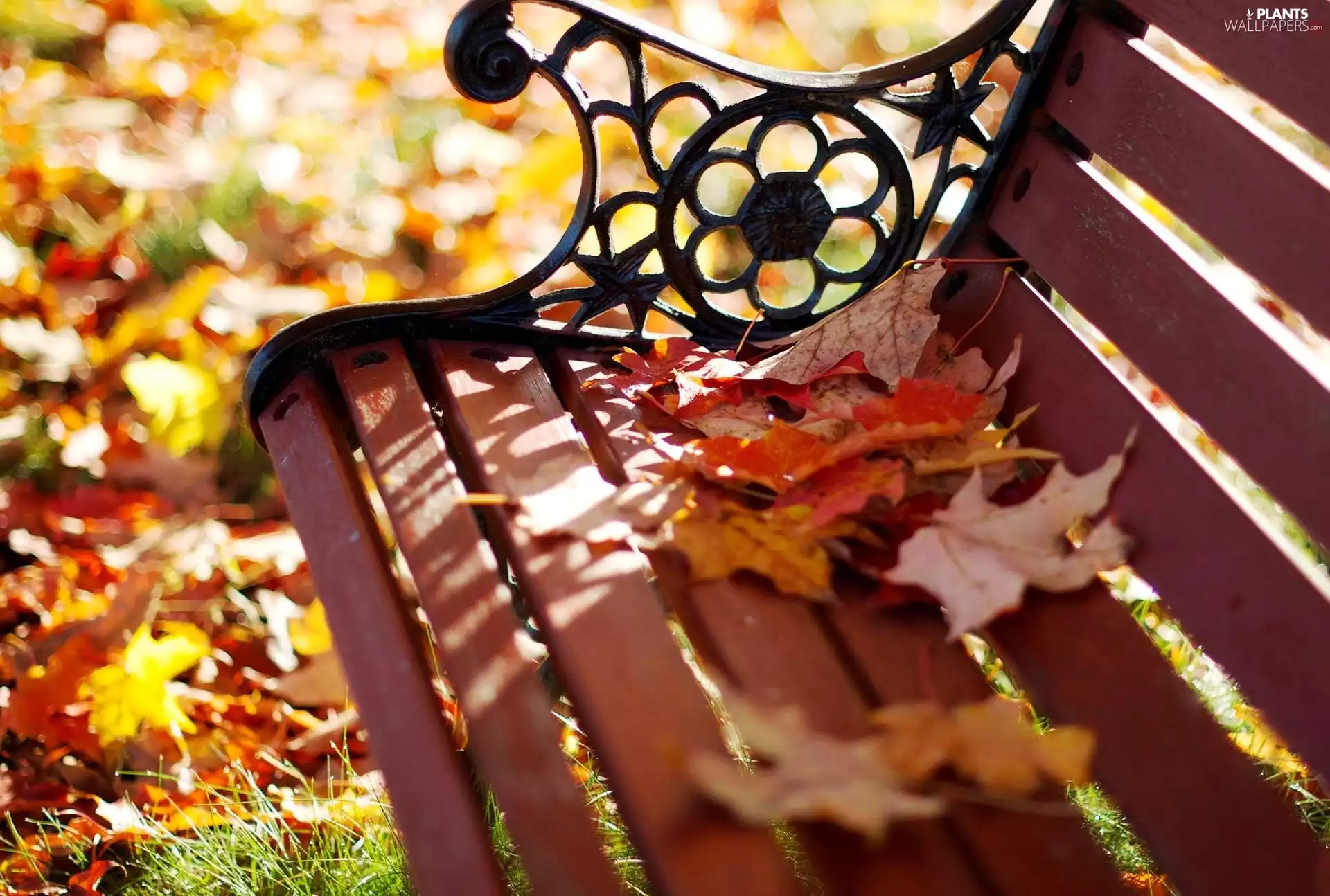 autumn, Leaf, ##, park, Bench