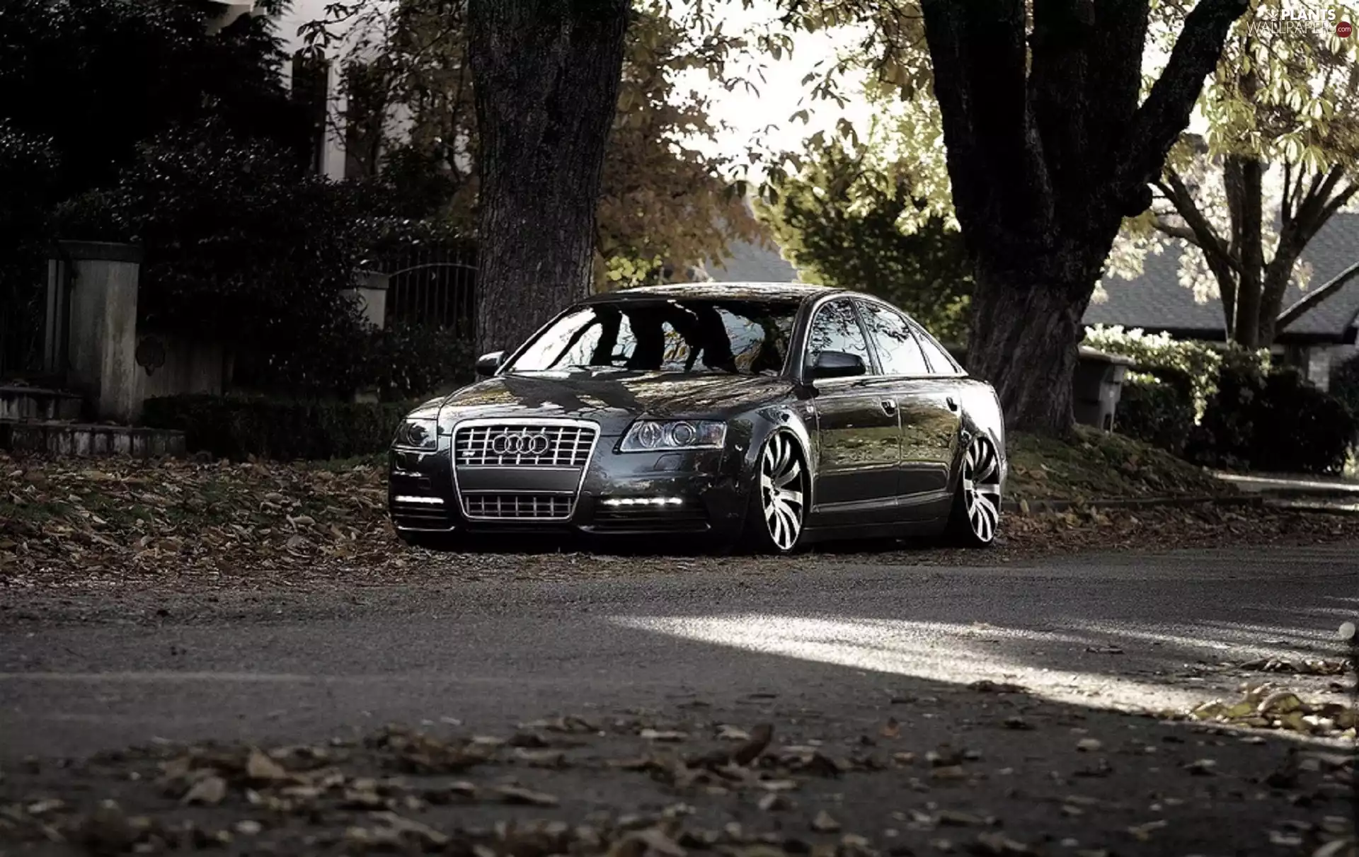 viewes, Leaf, A6, trees, Audi