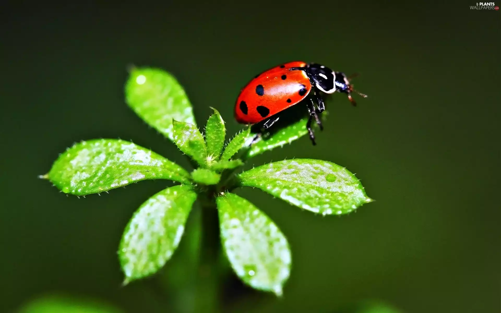 leaf, ladybird, an