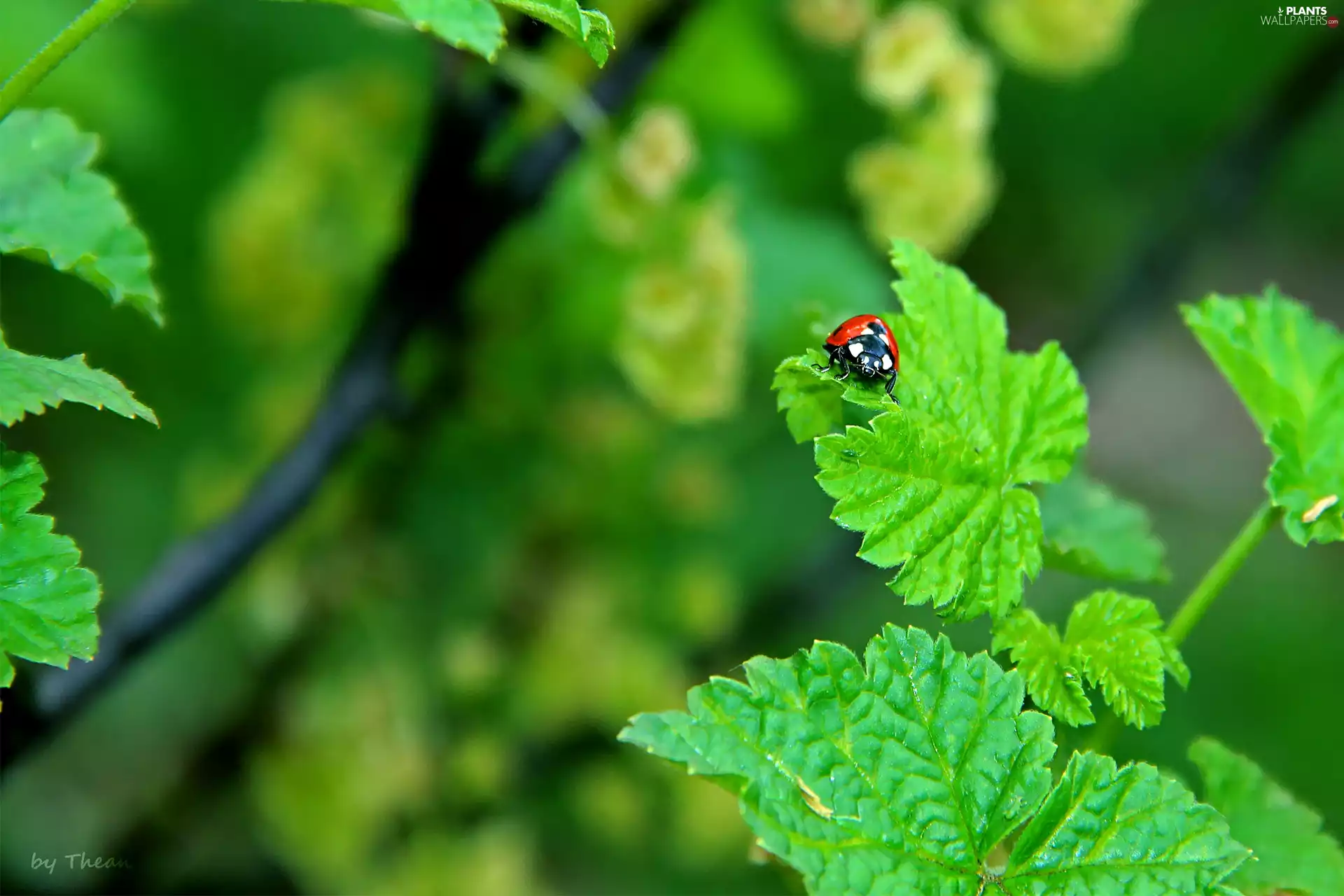 leaf, ladybird, an