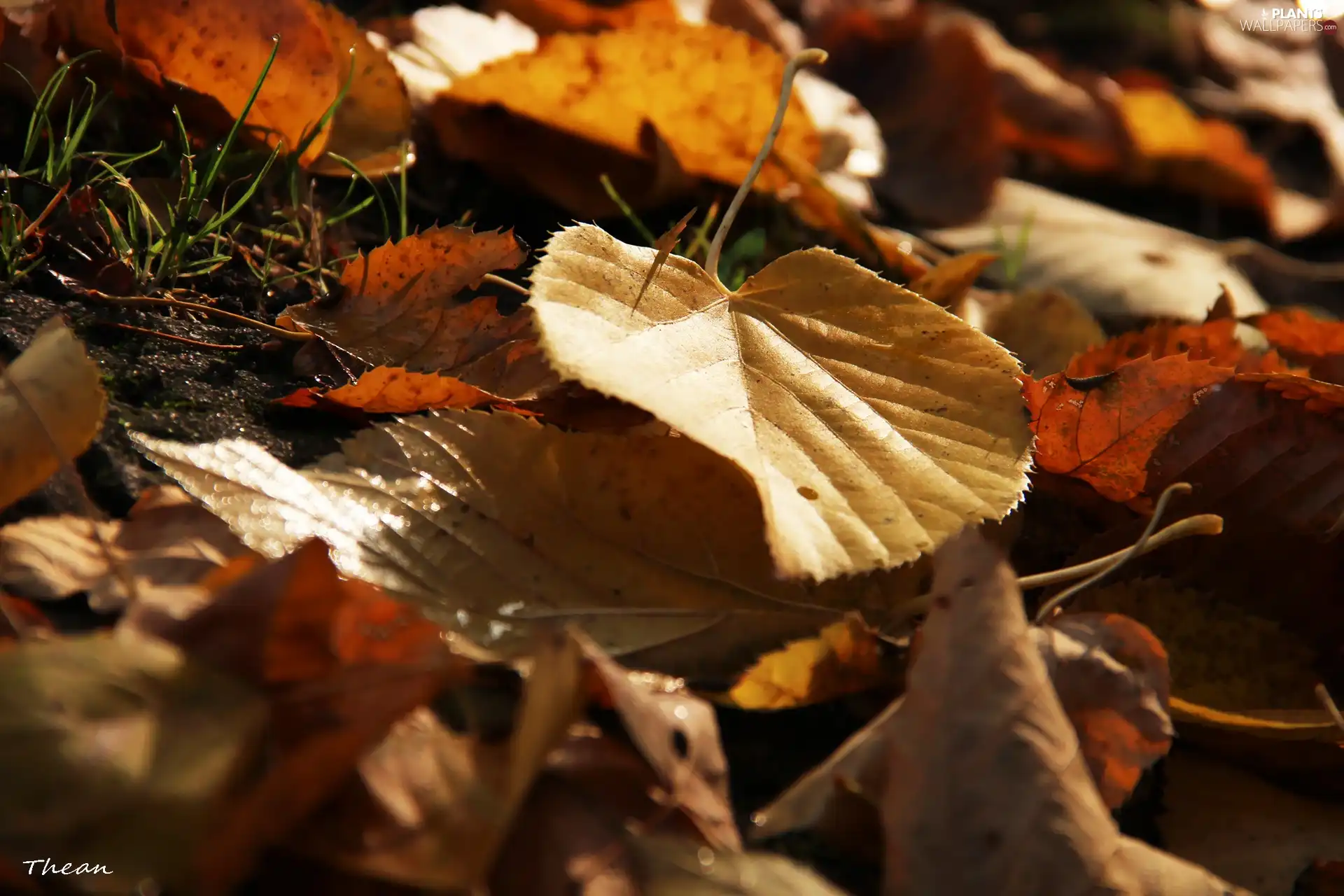 Autumn, Leaf