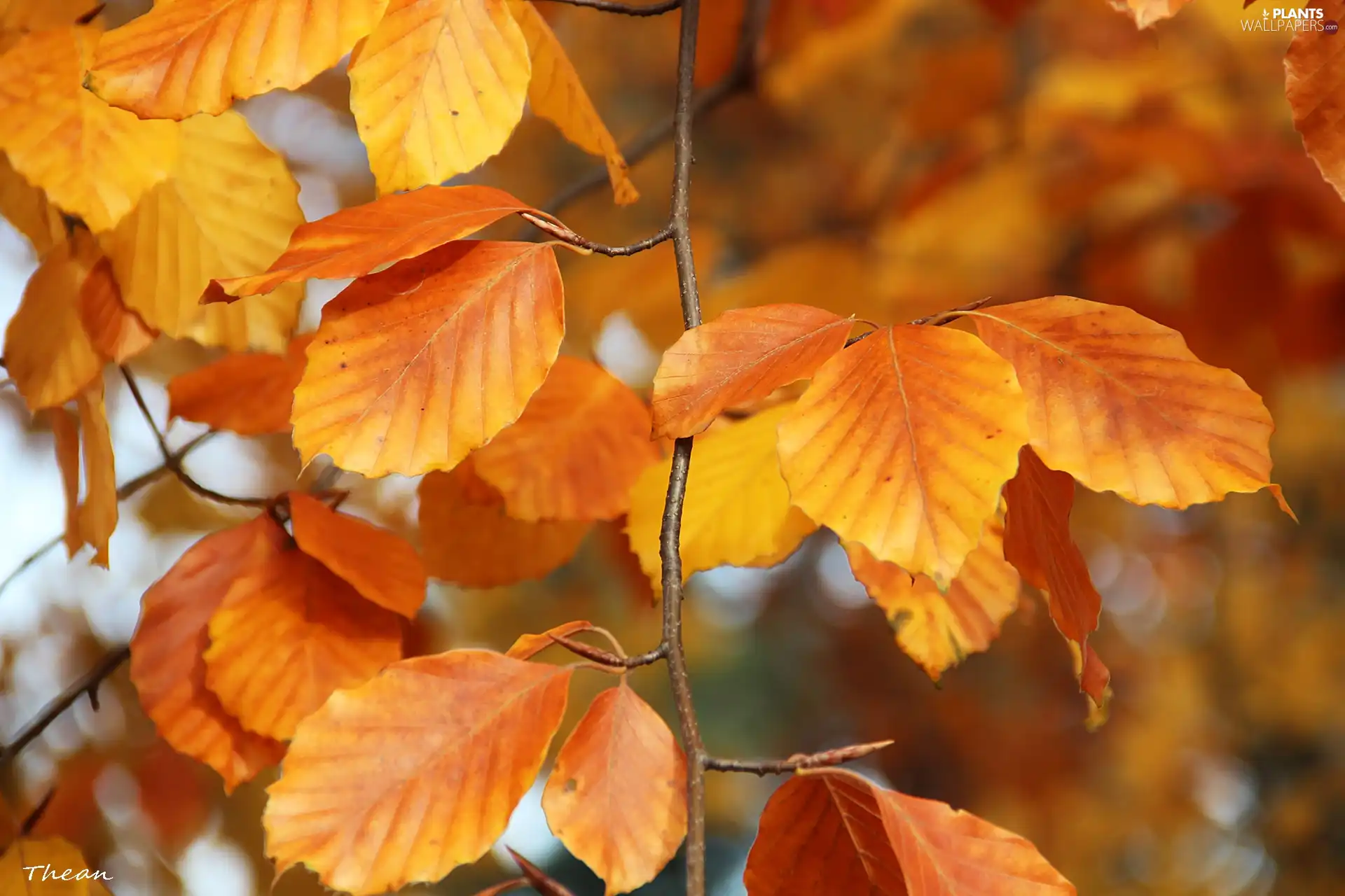 Autumn, Leaf