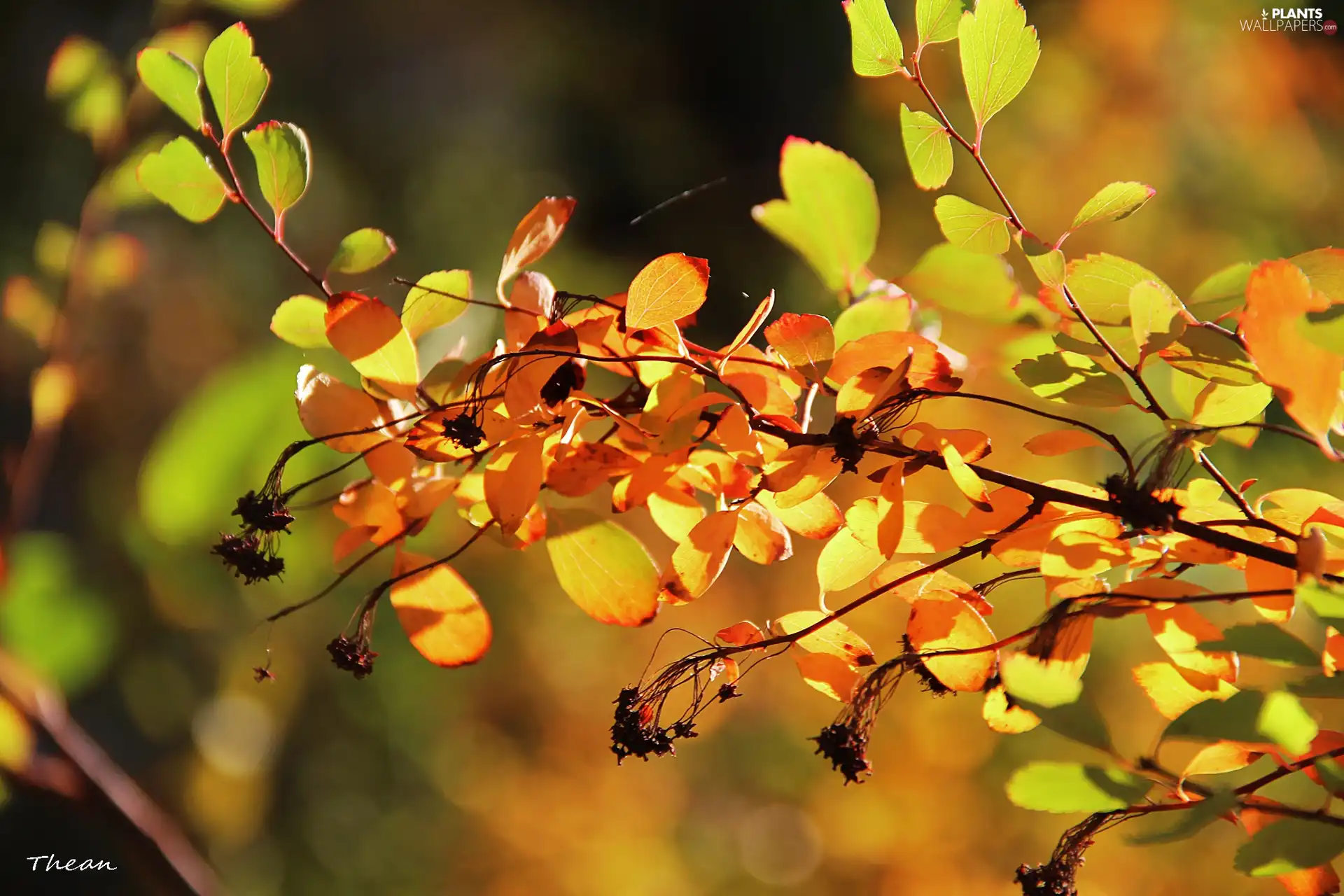 Autumn, Leaf