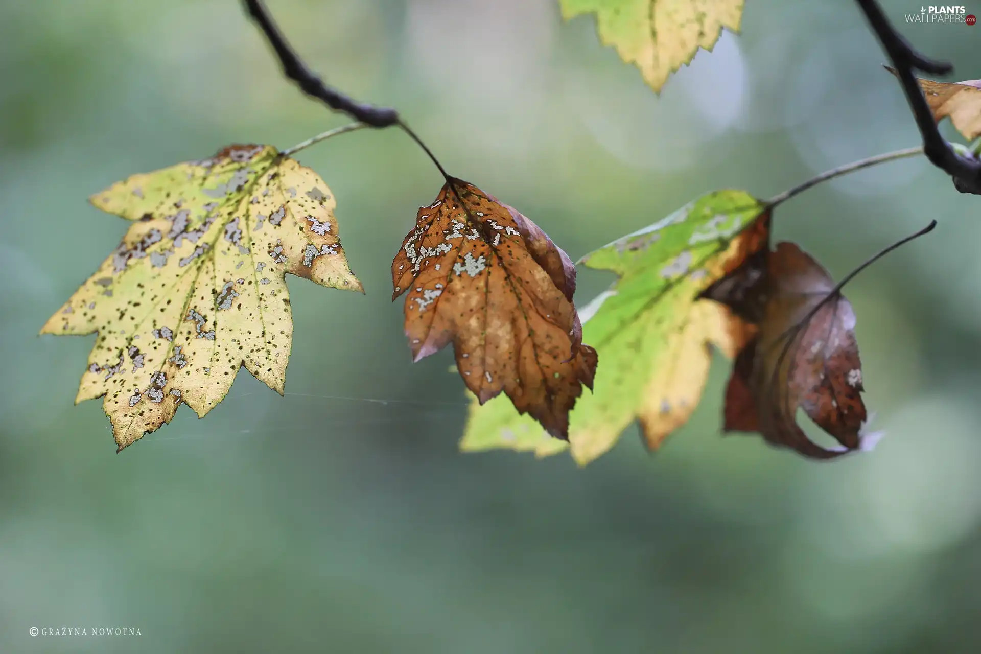 Autumn, Leaf