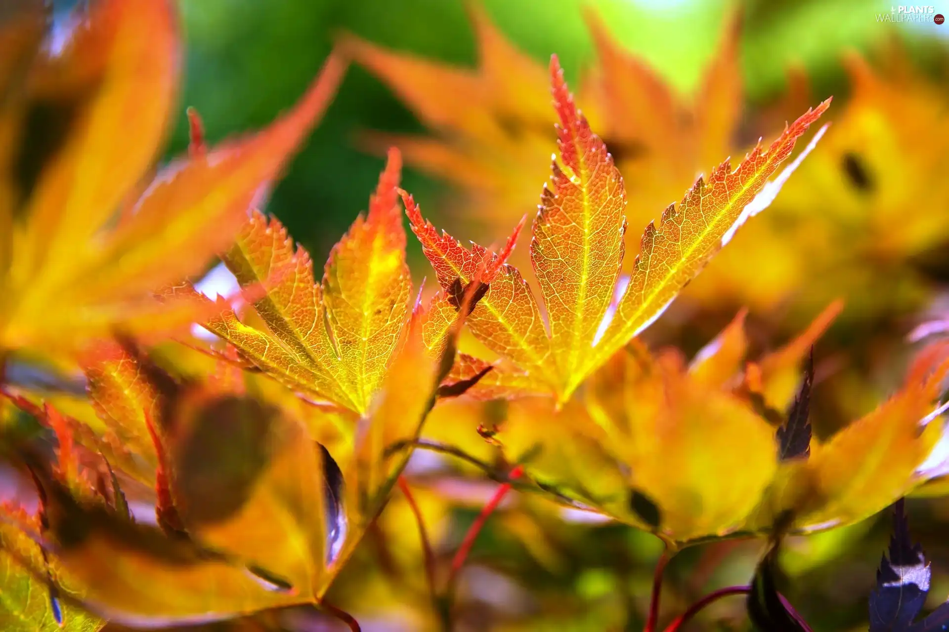 Autumn, Leaf