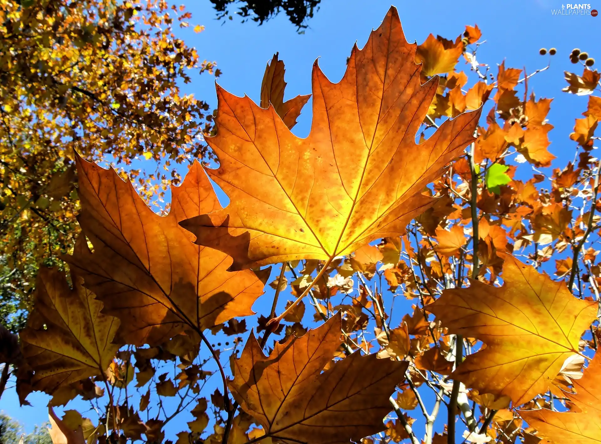 Autumn, Leaf