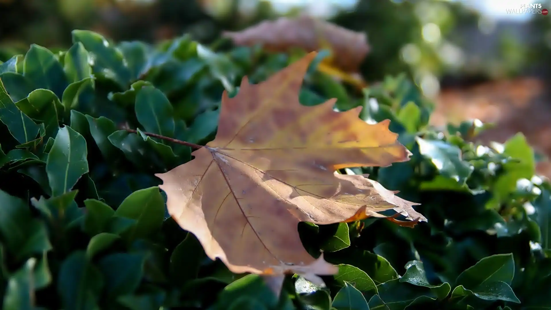 Autumn, leaf