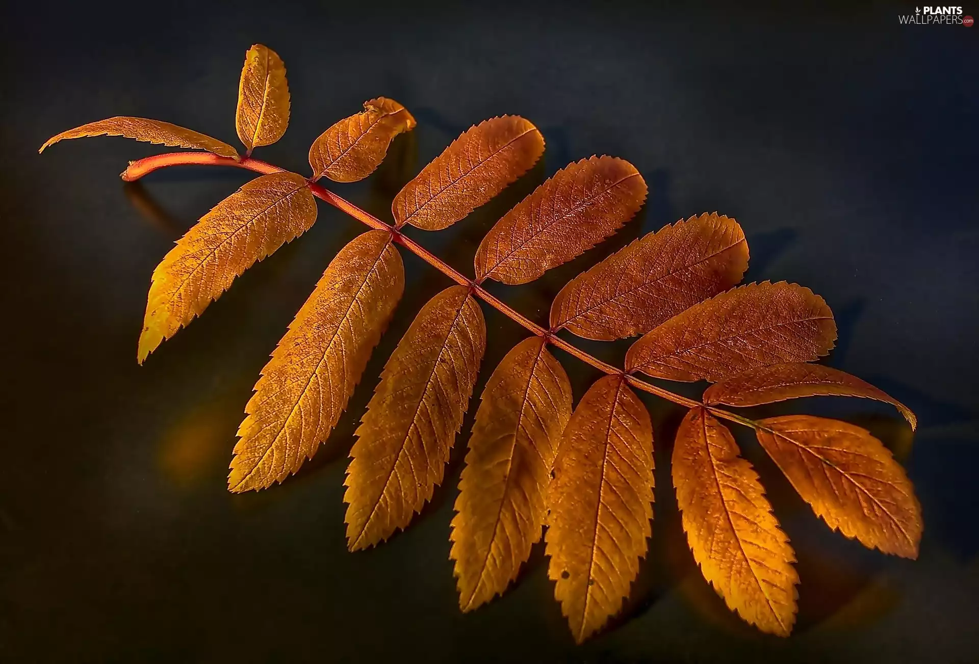 leaf, Autumn