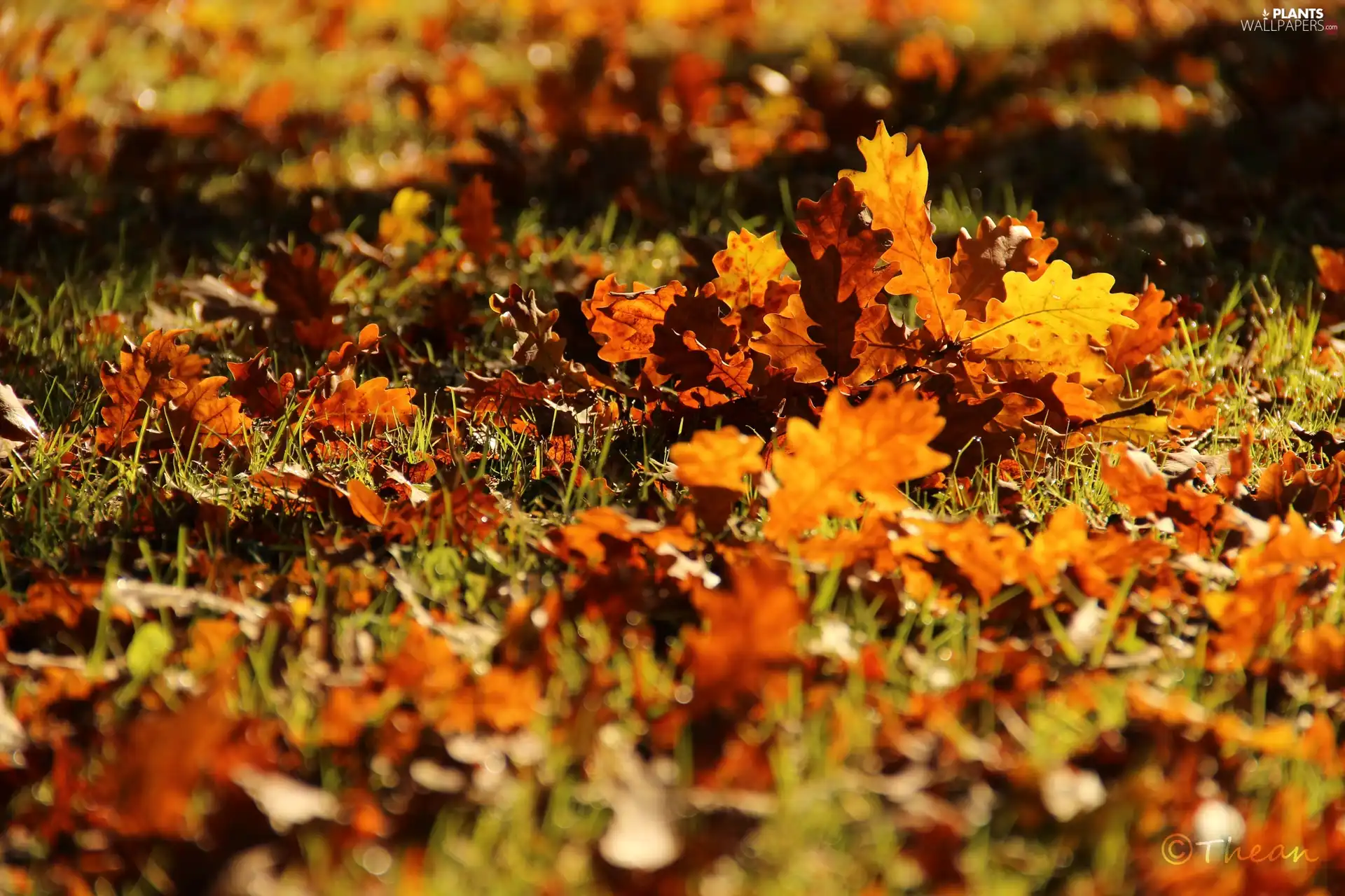 Autumn, Leaf