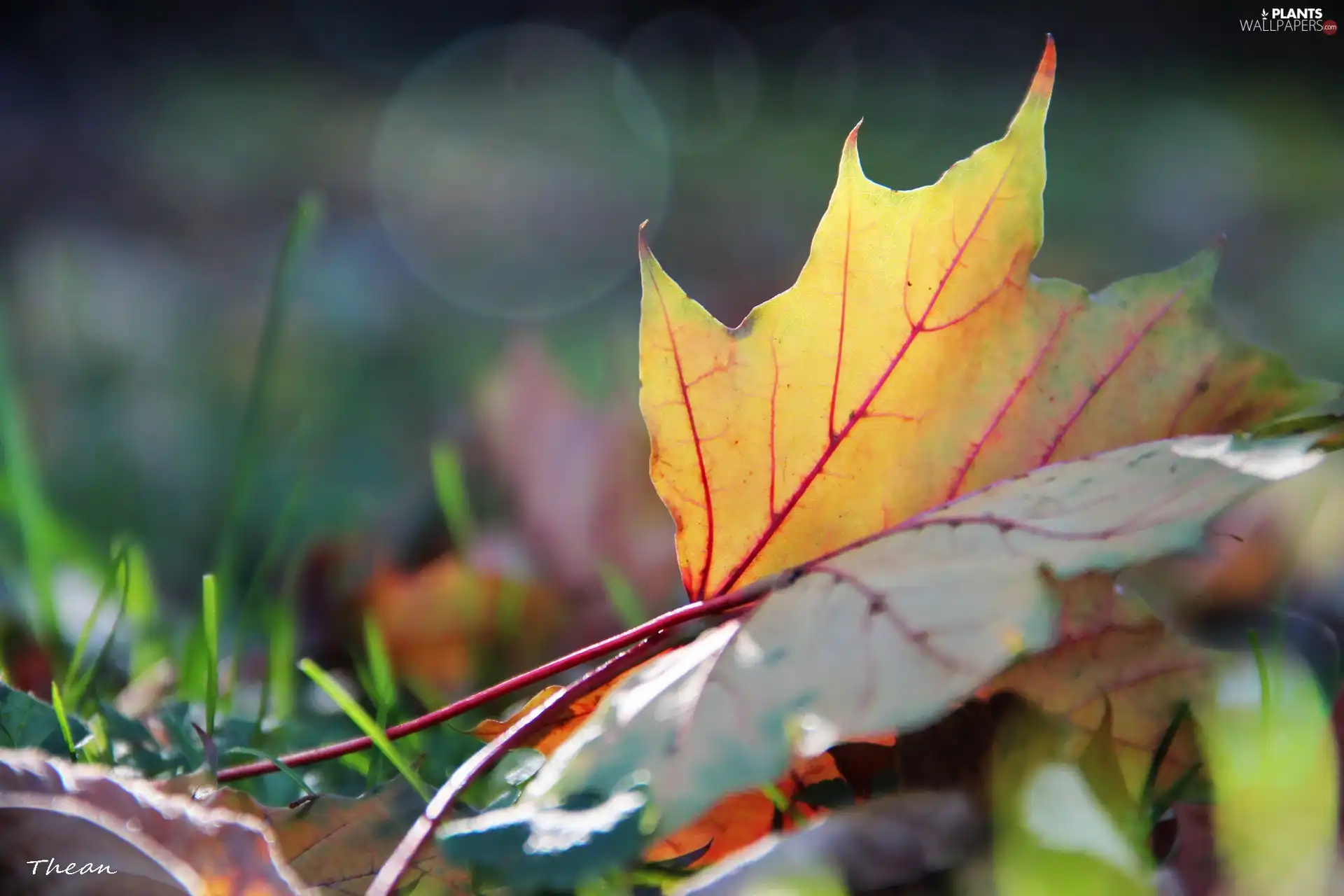 Autumn, Leaf