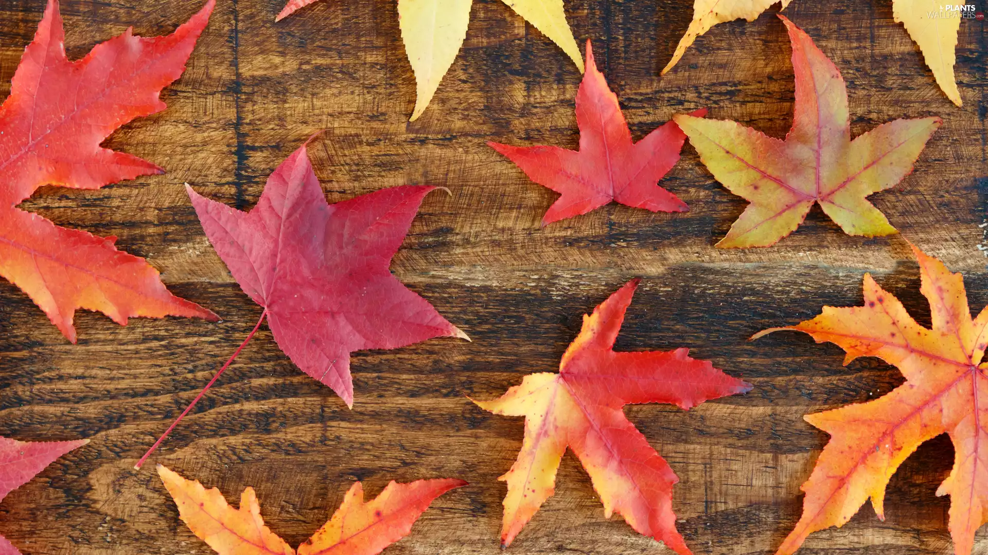 Autumn, maple, board, Leaf