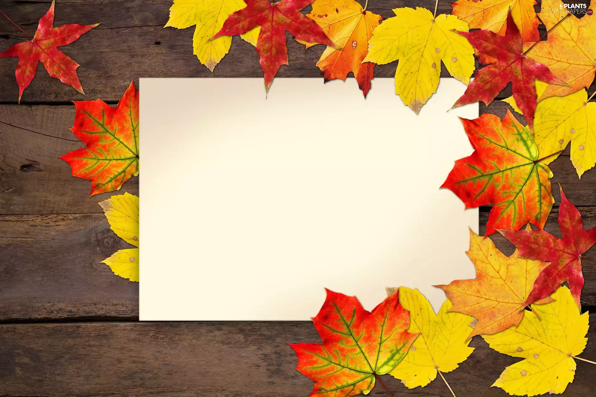 Autumn, card, boarding, Leaf