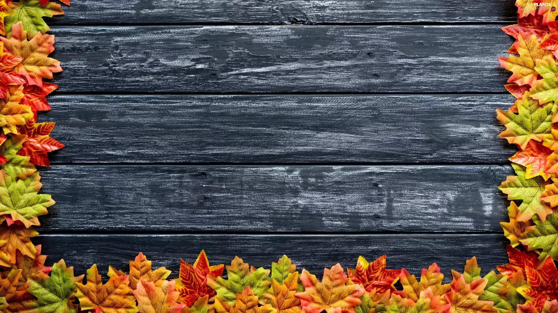 Autumn, dark, boarding, Leaf