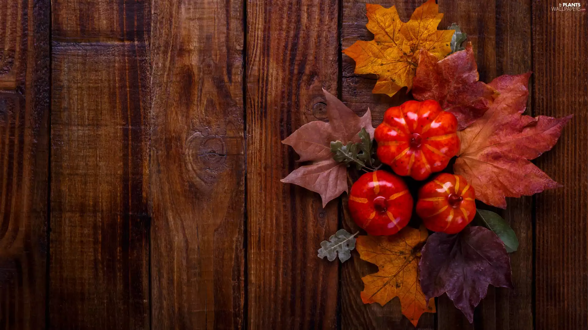 Autumn, pumpkin, boarding, Leaf