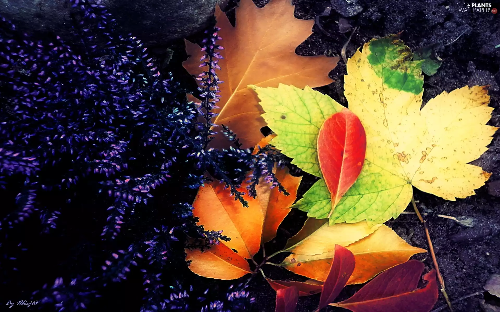 Autumn, Violet, Briar, Leaf