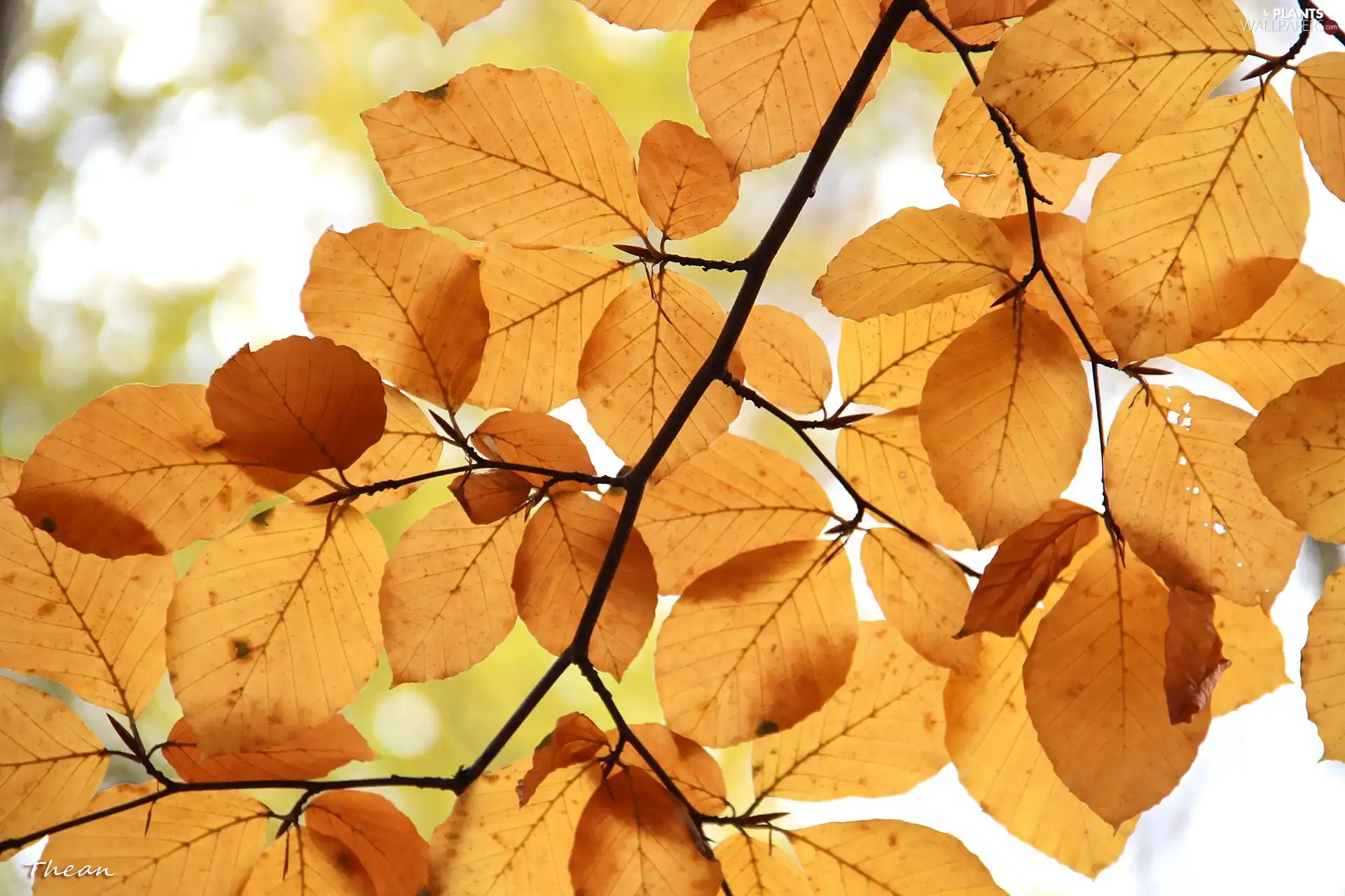 Leaf, Brown, Autumn