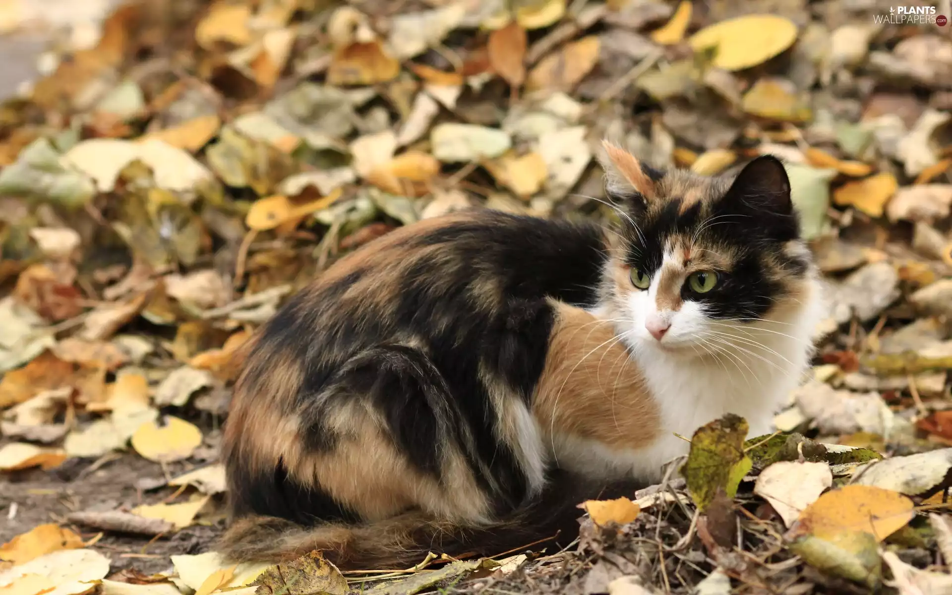 Leaf, cat, Autumn