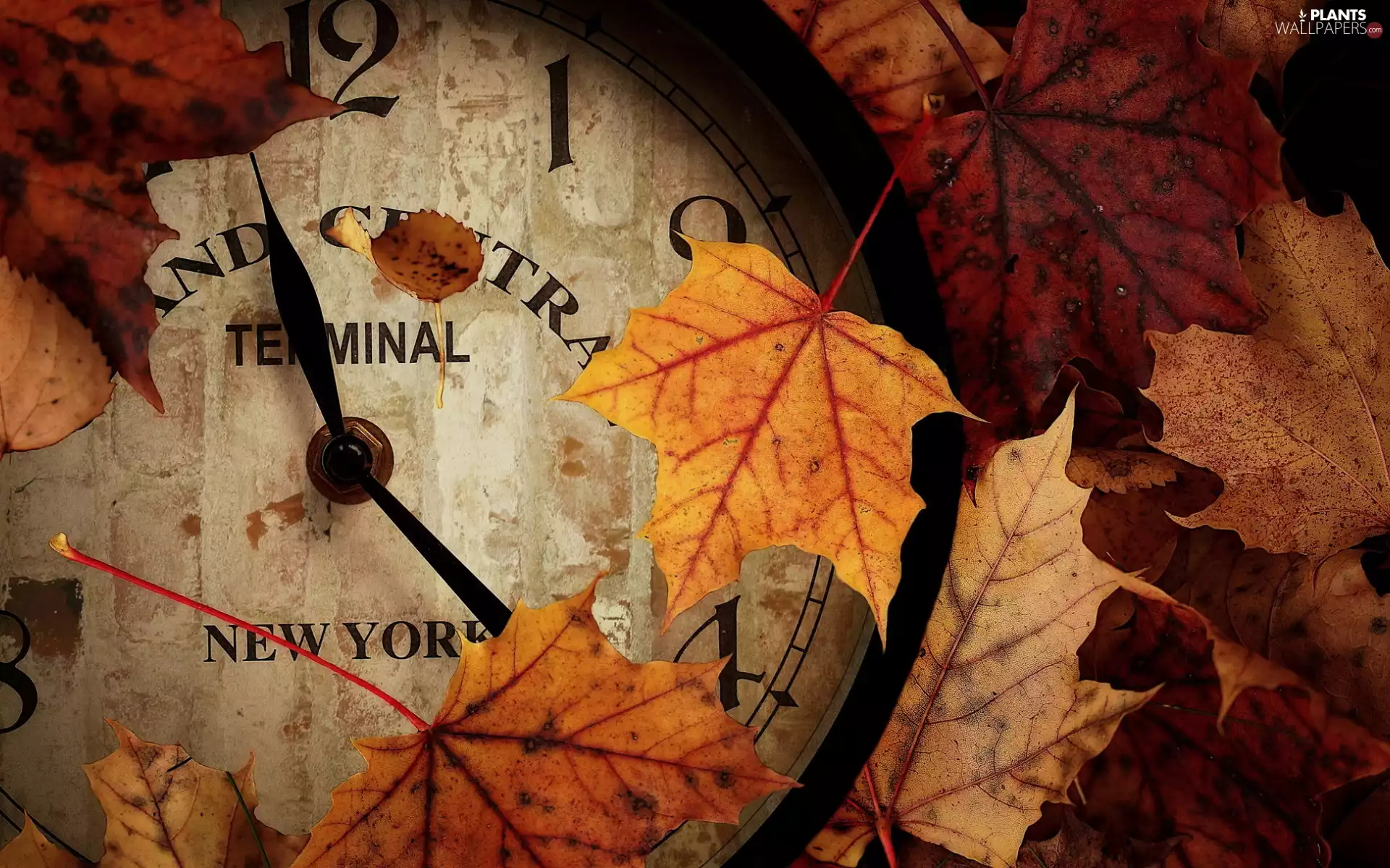 Leaf, Clock, Autumn