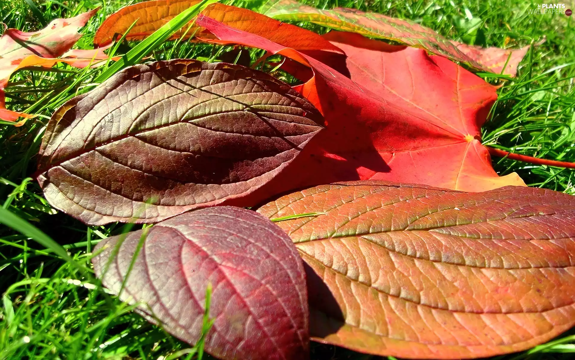 Leaf, color, Autumn