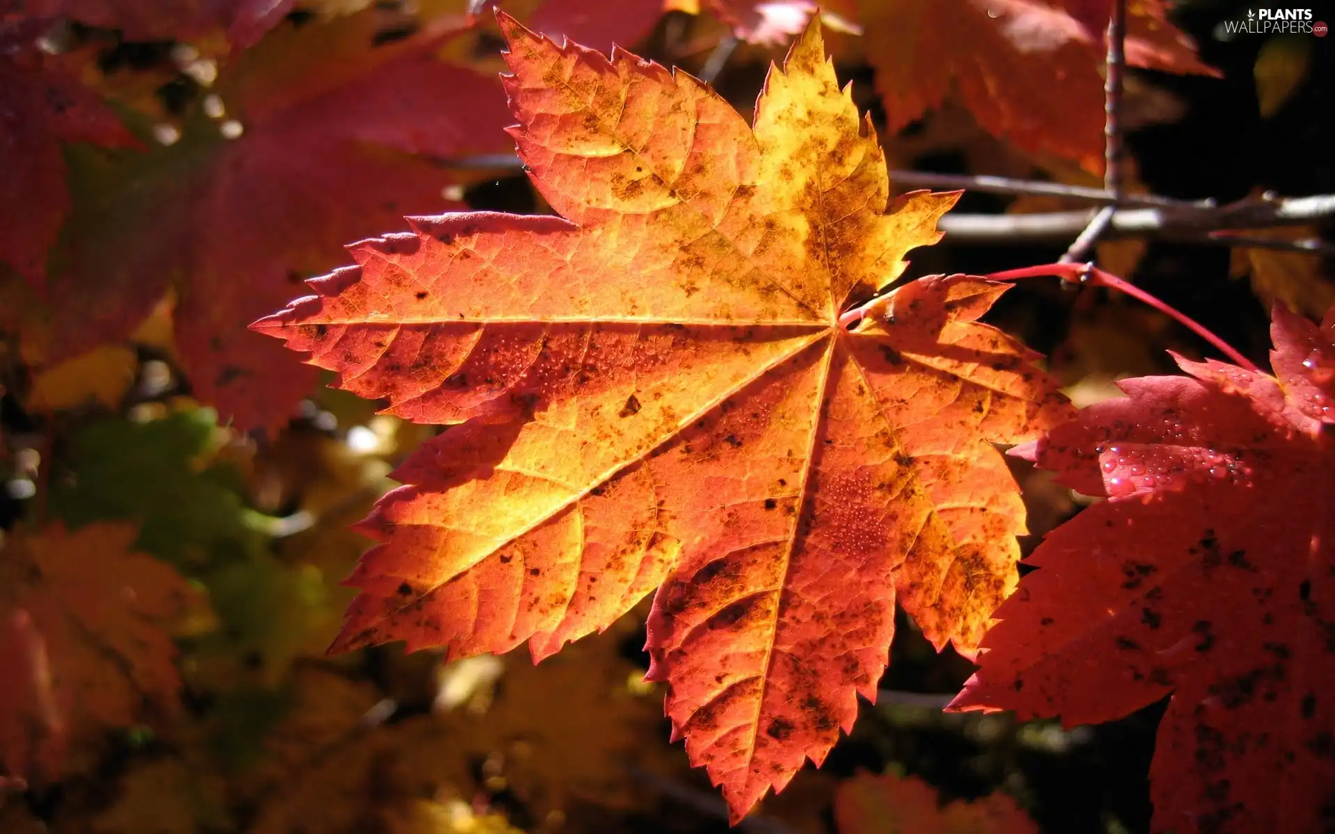 leaf, color, Autumn