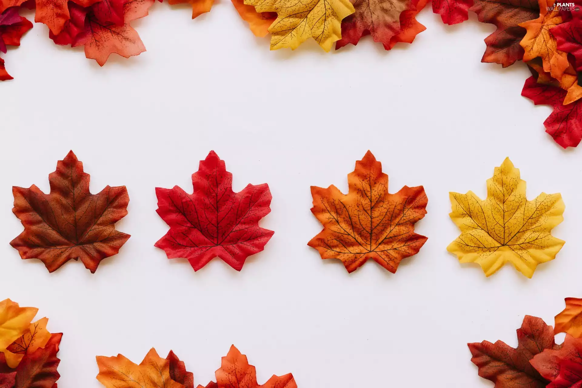 Autumn, maple, color, Leaf