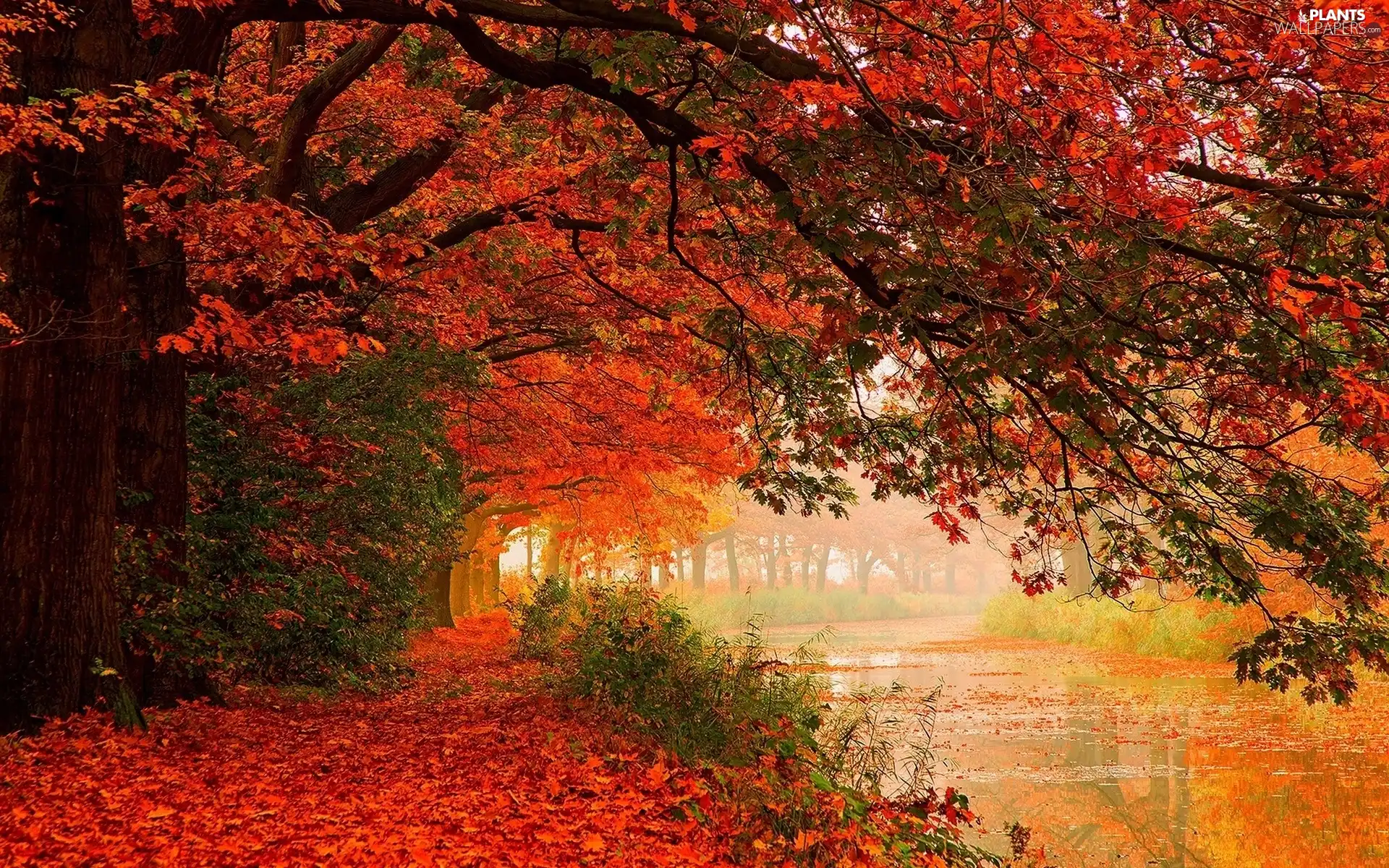 viewes, River, Leaf, autumn, color, trees