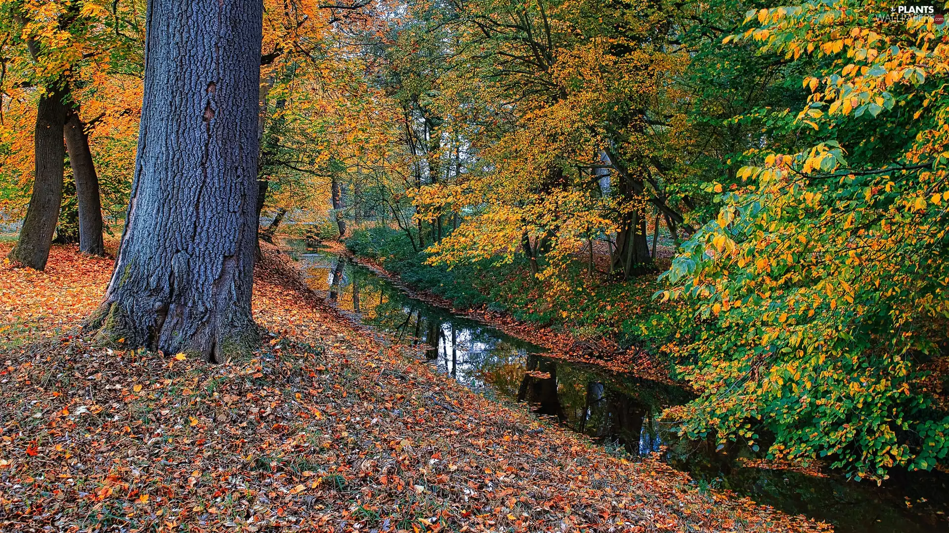 trees, Park, color, Leaf, brook, autumn
