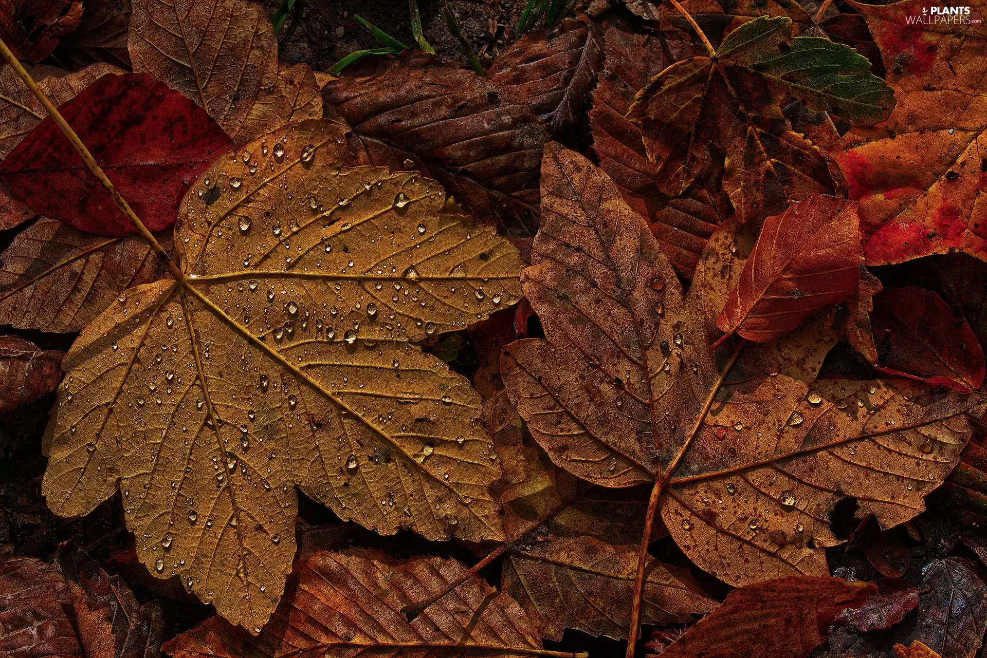 Autumn, maple, drops, Leaf