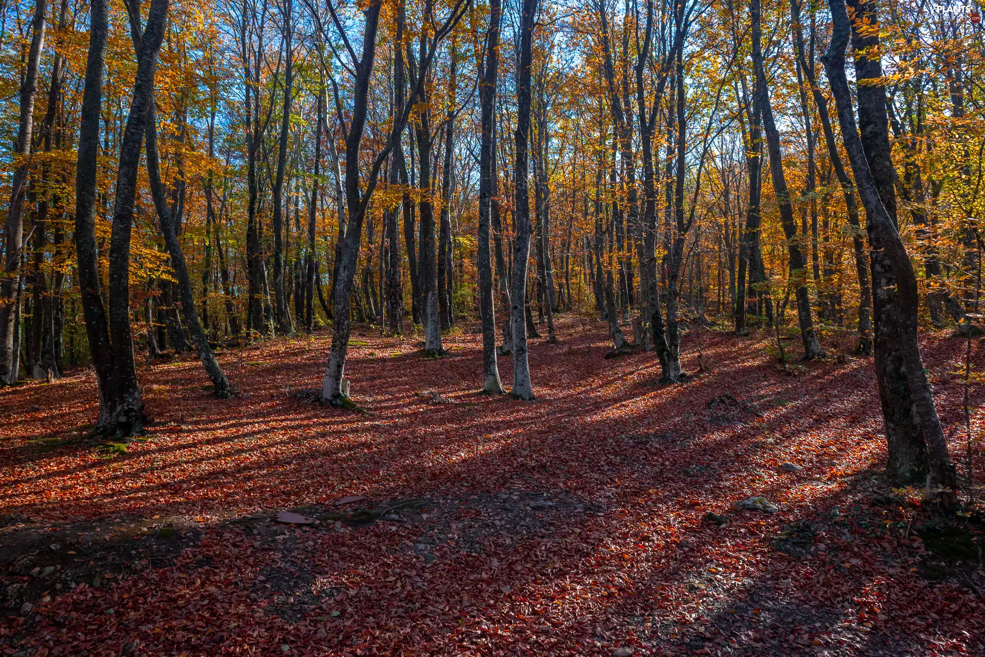 trees, forest, fallen, Leaf, viewes, autumn
