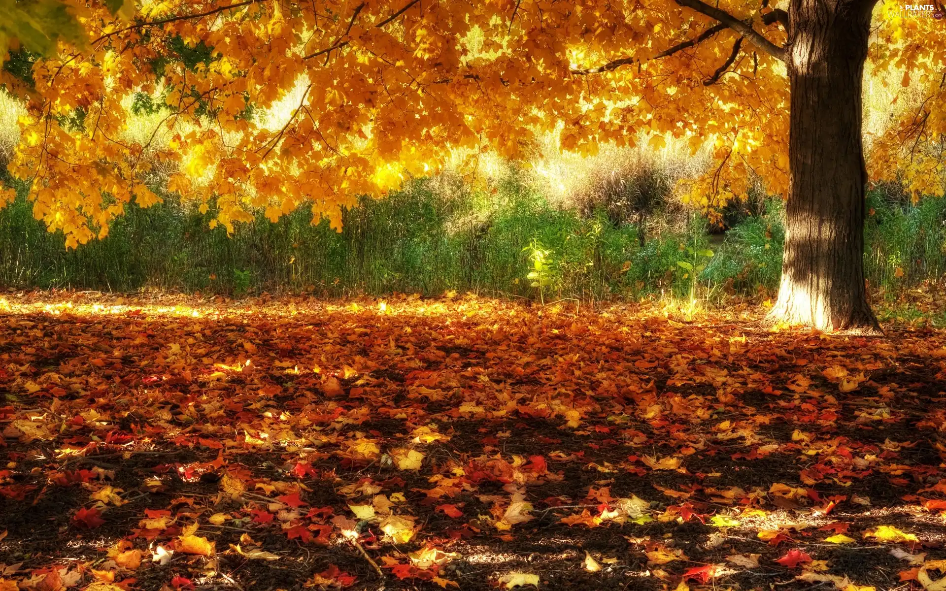 autumn, fallen, Leaf, trees