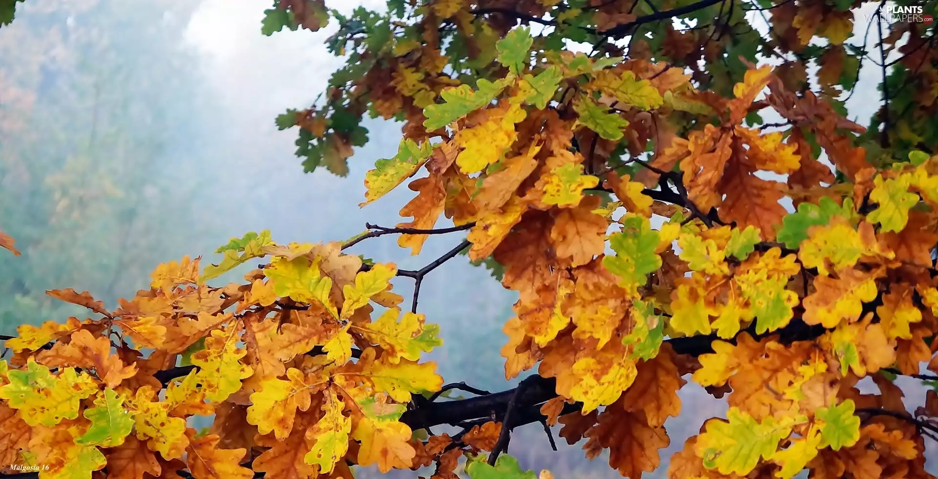 branch pics, Fog, Leaf, oak, Autumn