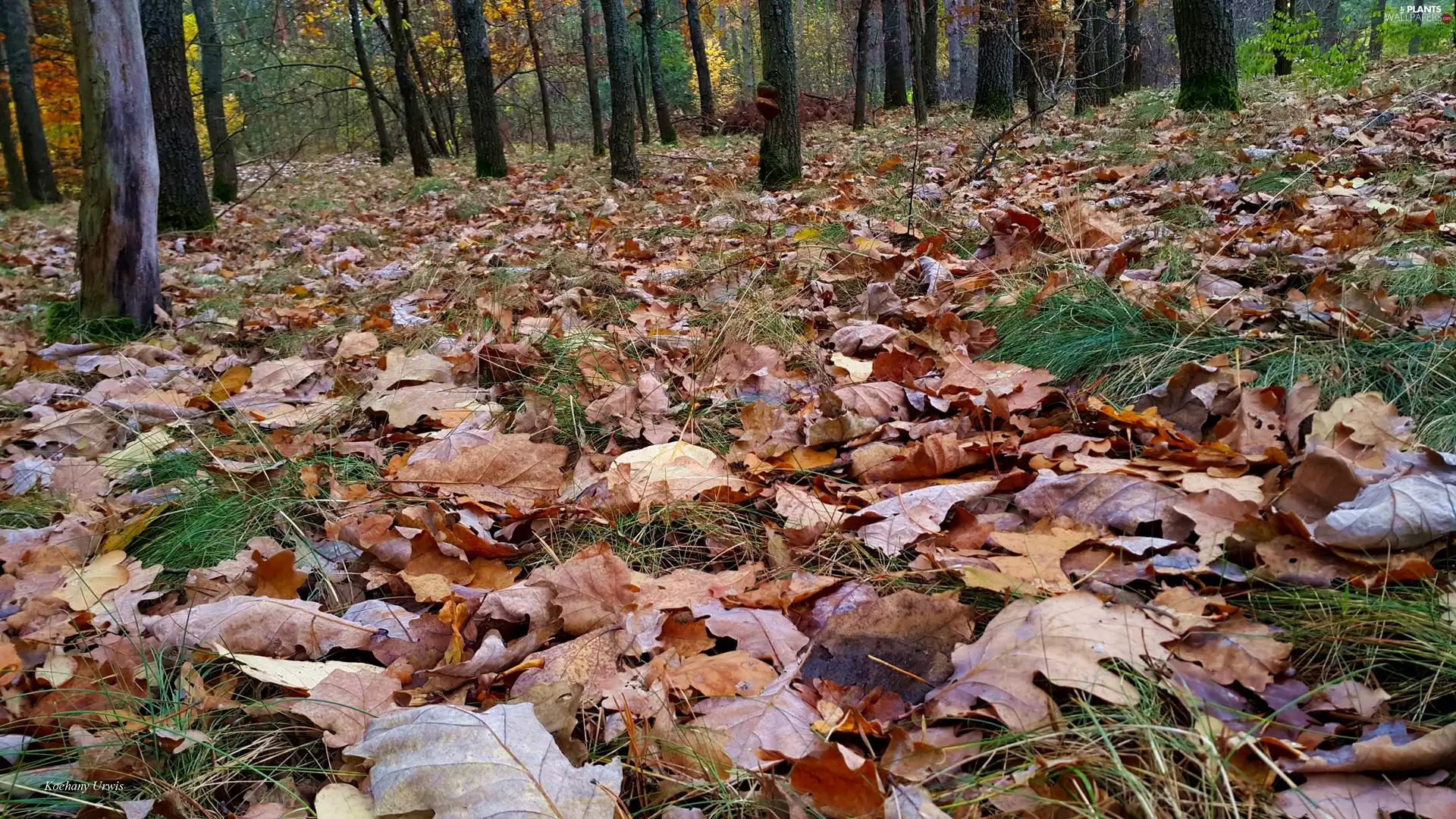 Leaf, forest, autumn