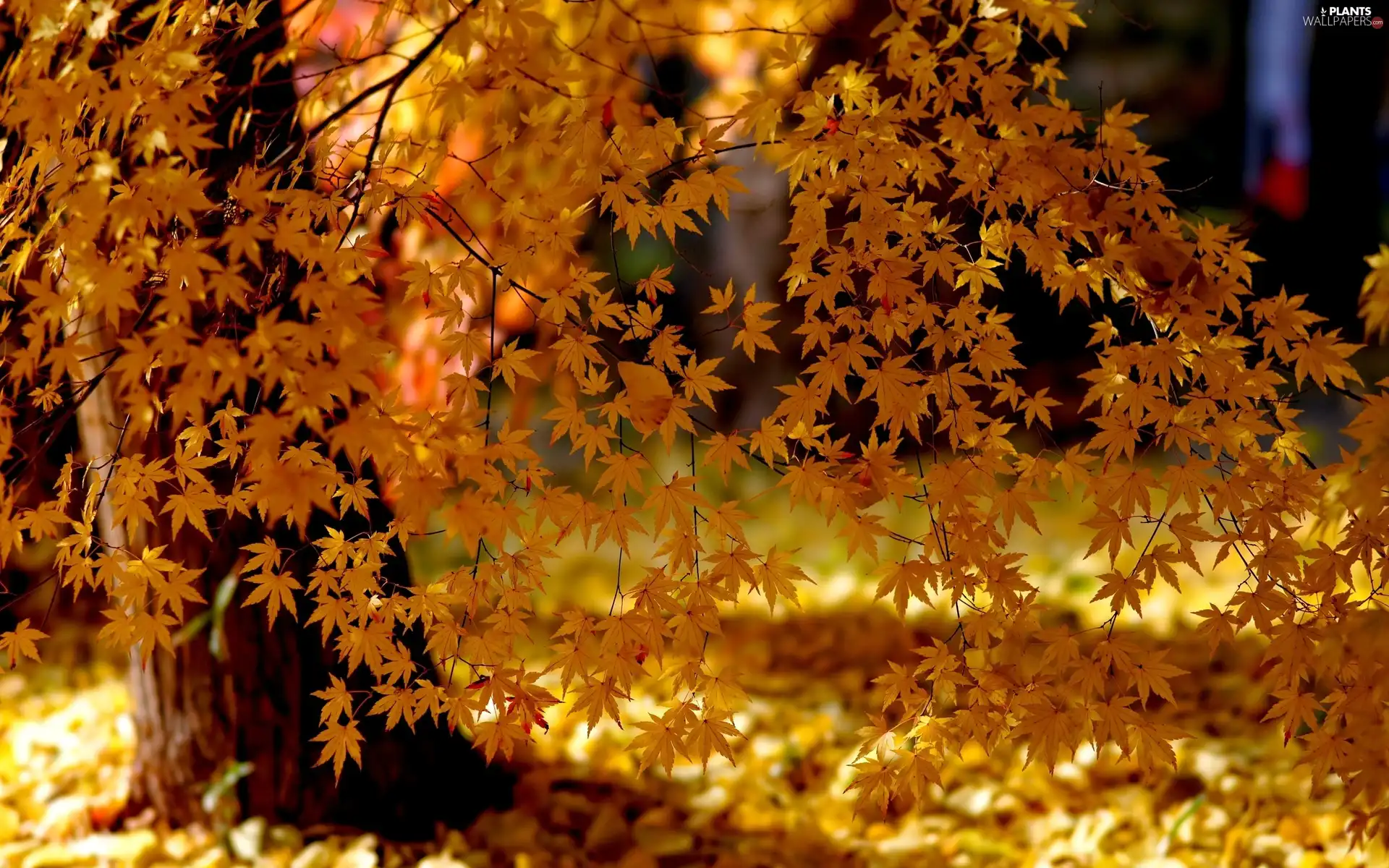 Leaf, autumn, trees, viewes, forest