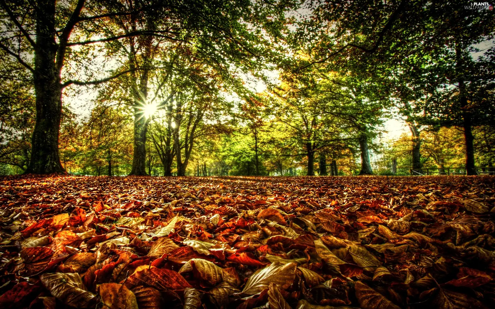 Leaf, forest, autumn