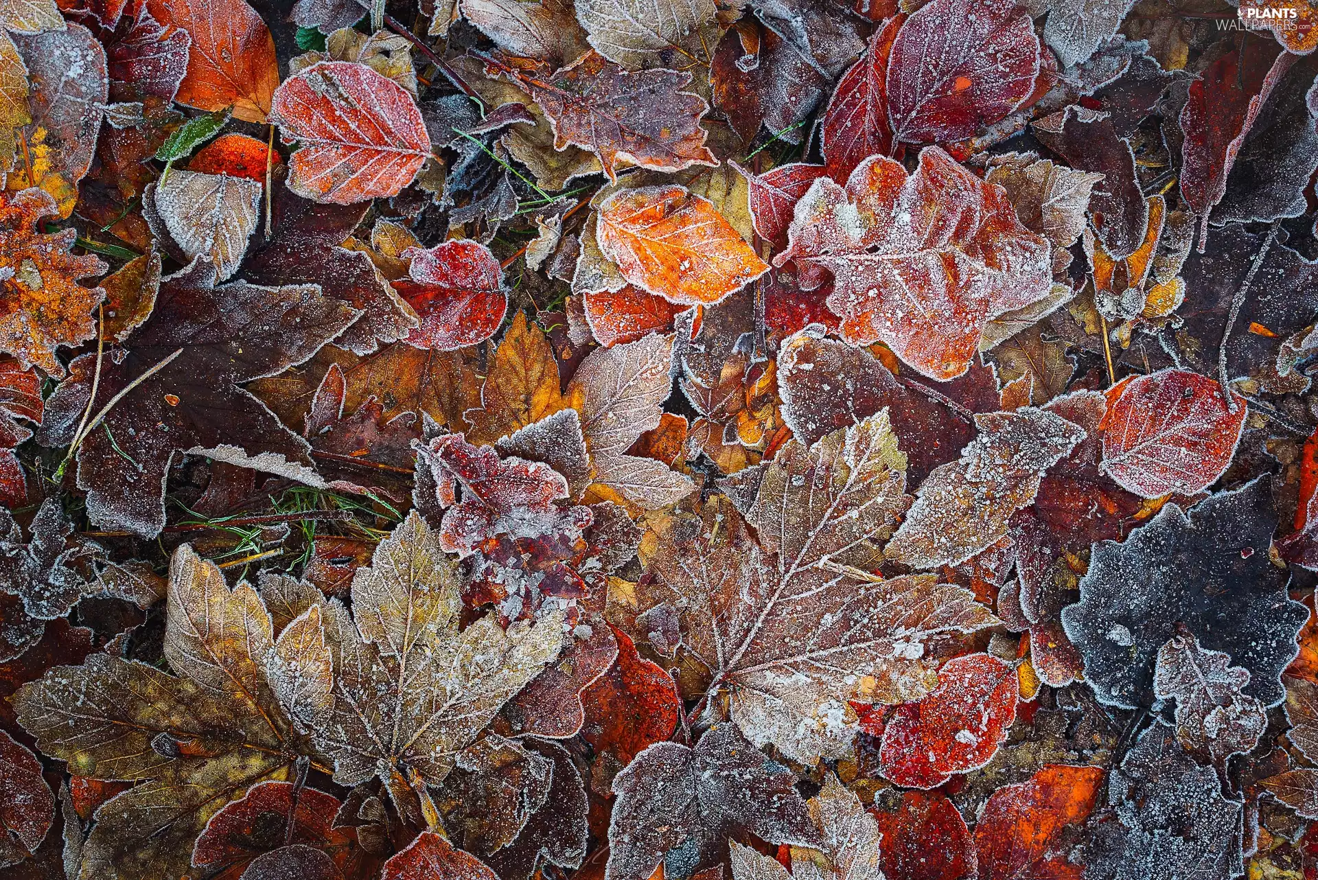 Leaf, frosty, Autumn