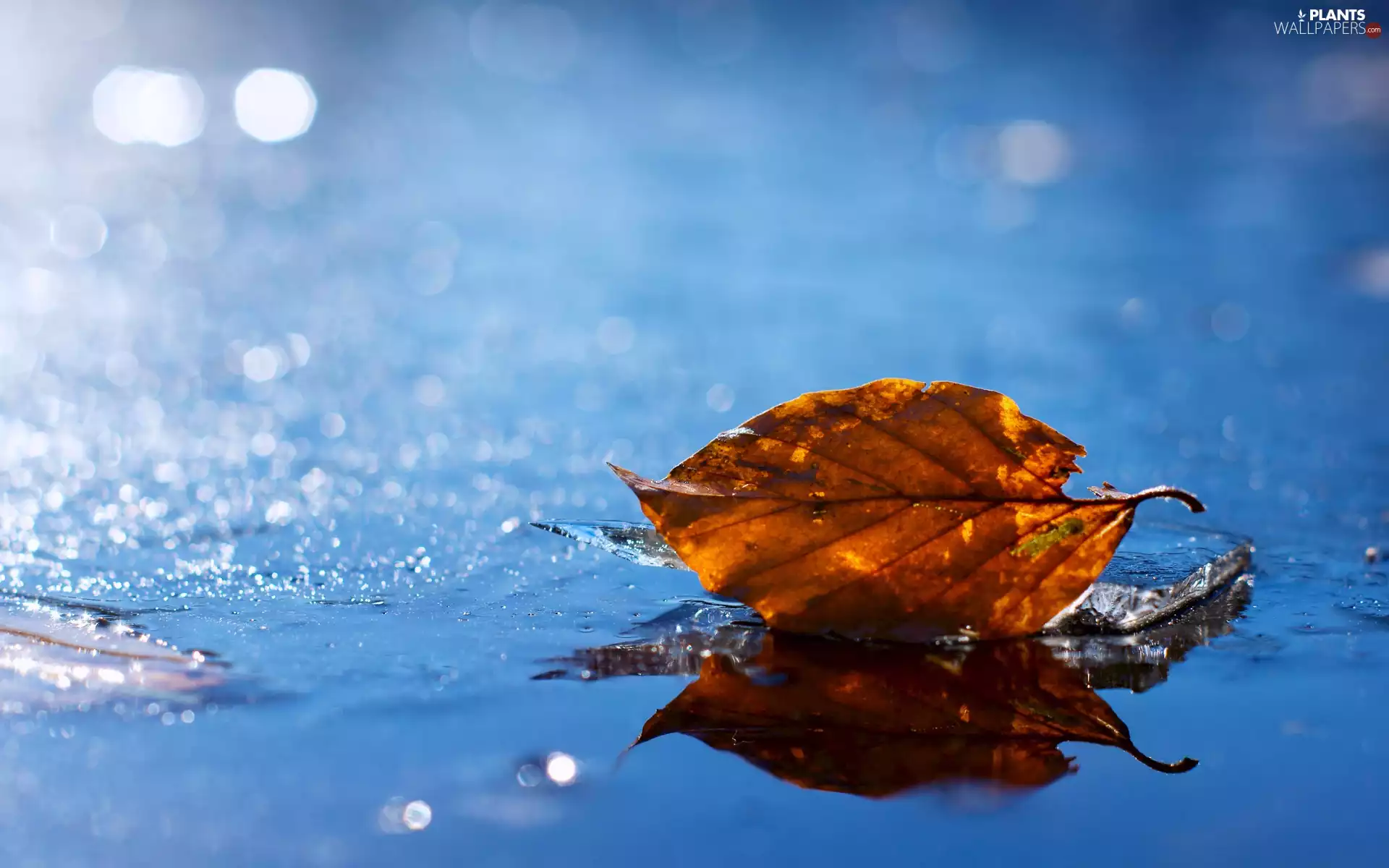 autumn, water, glamour, leaf