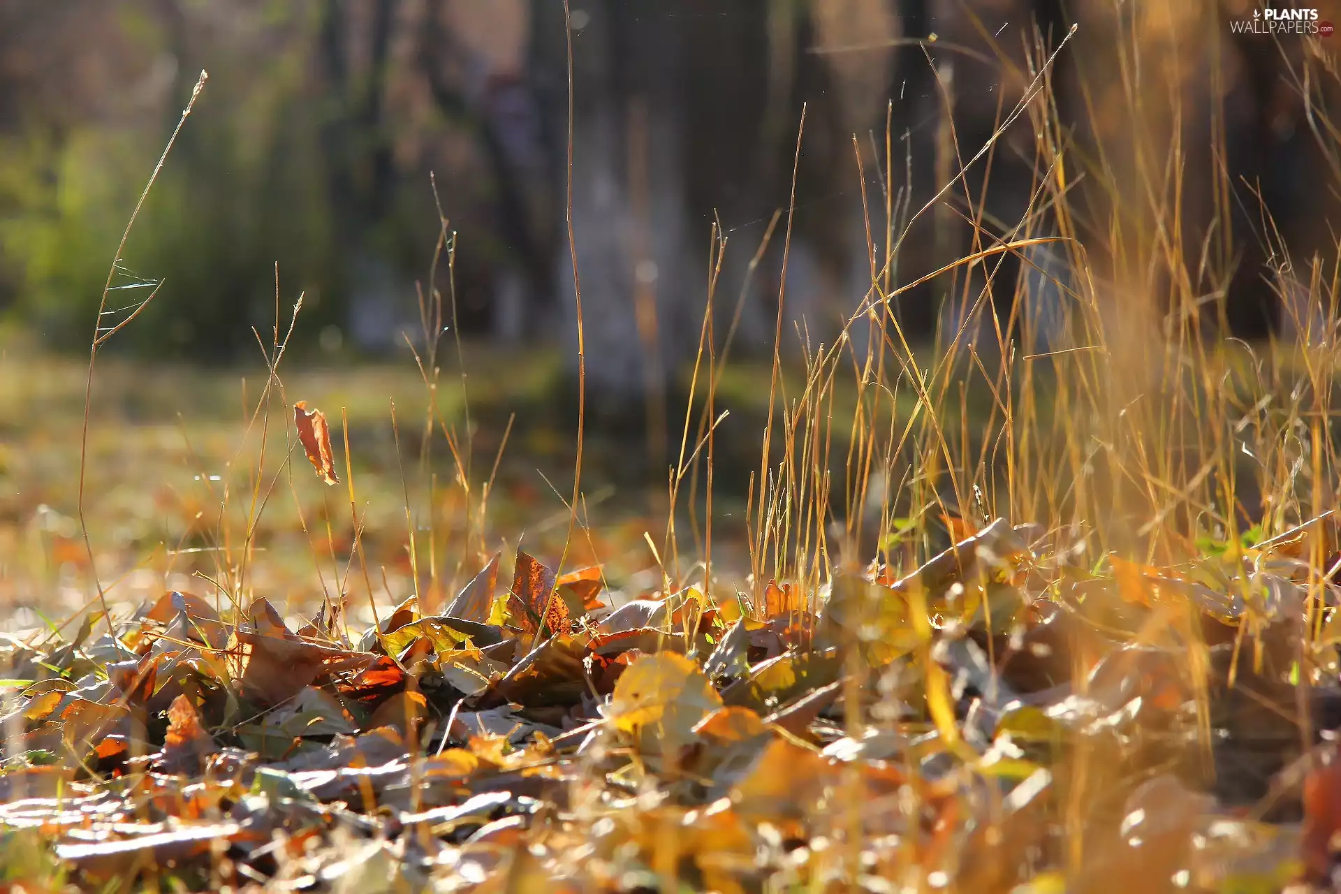 autumn, dry, grass, Leaf