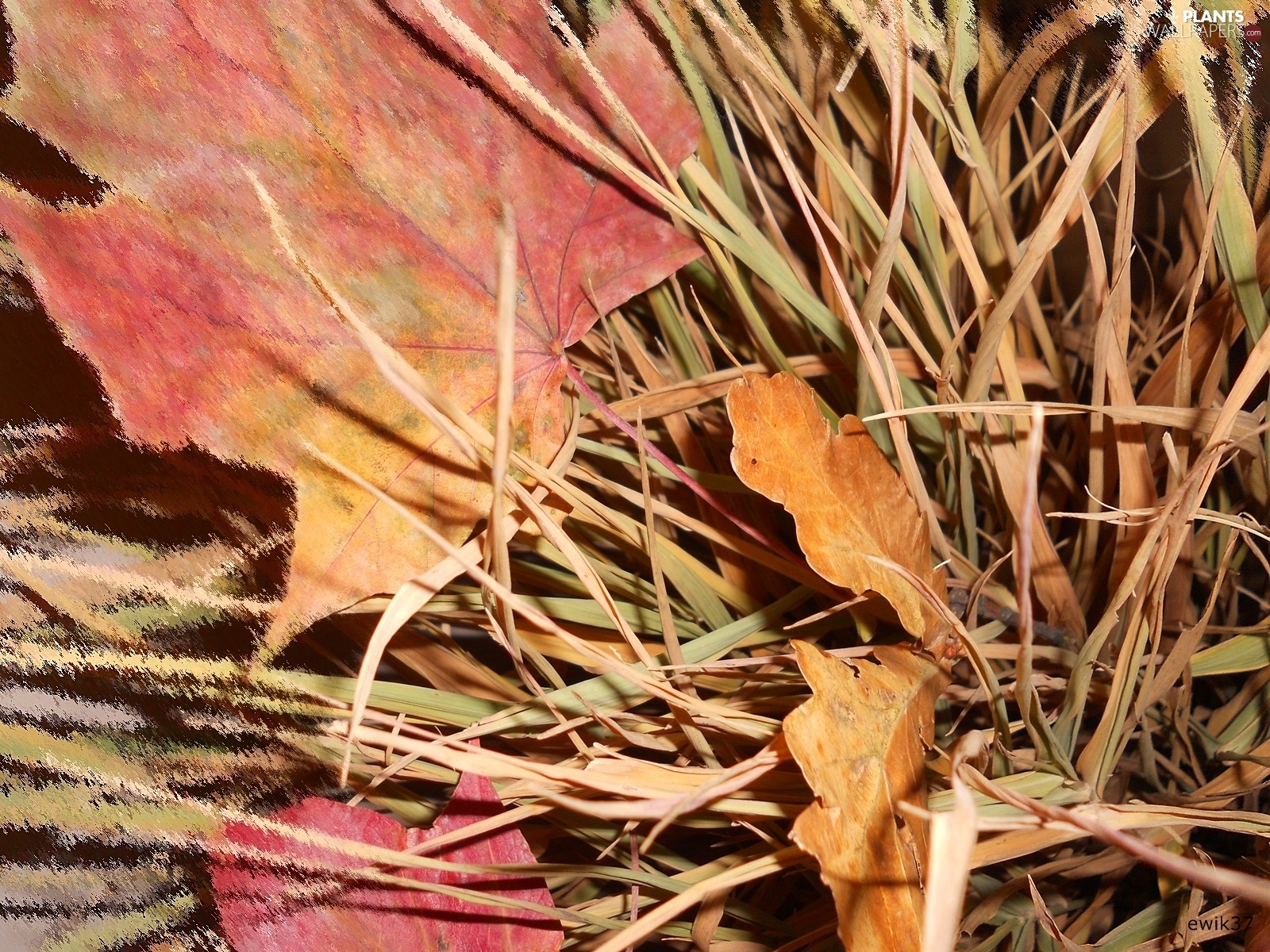 leaf, grass, Autumn