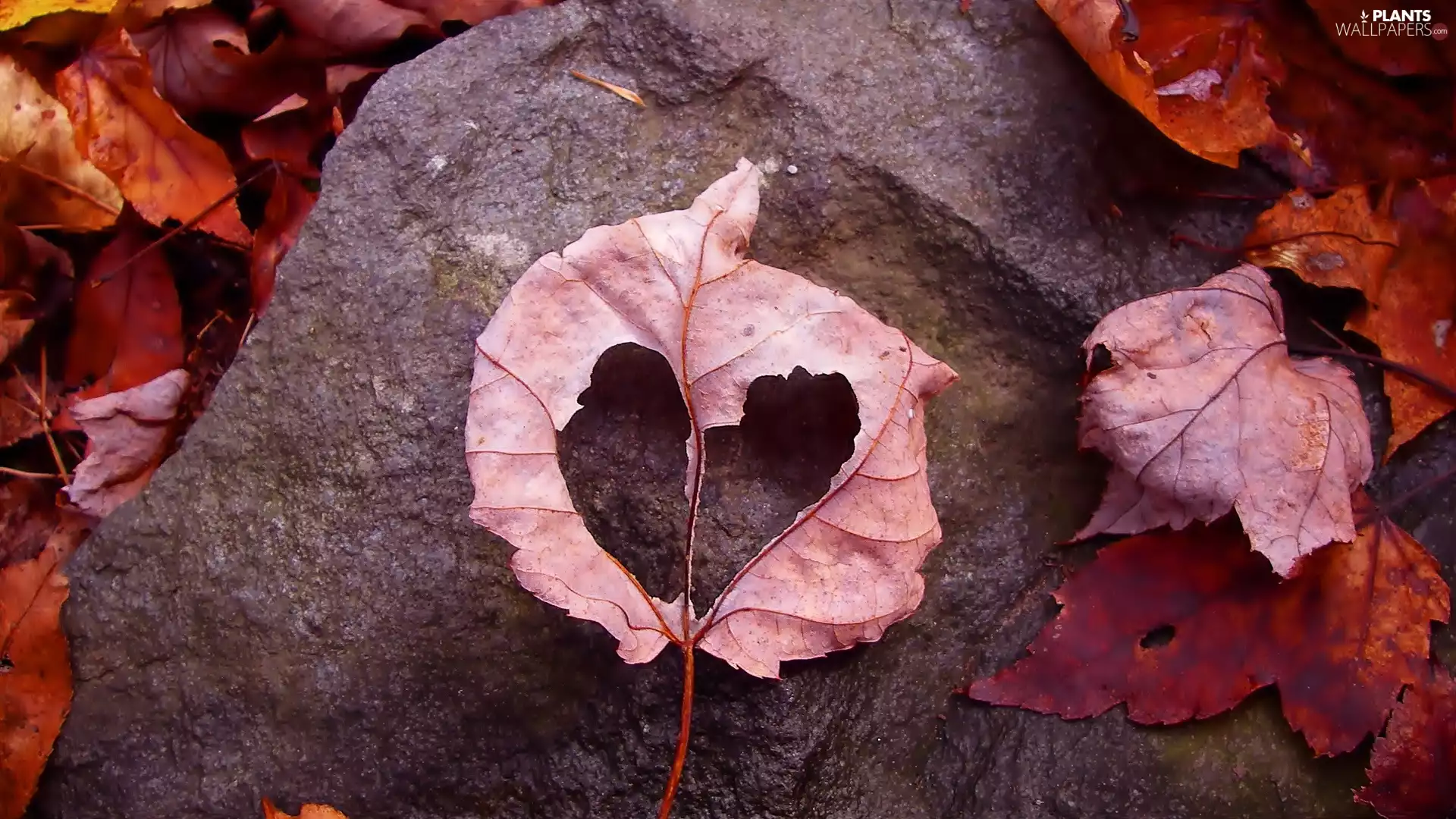 autumn, Stone, Heart, Leaf