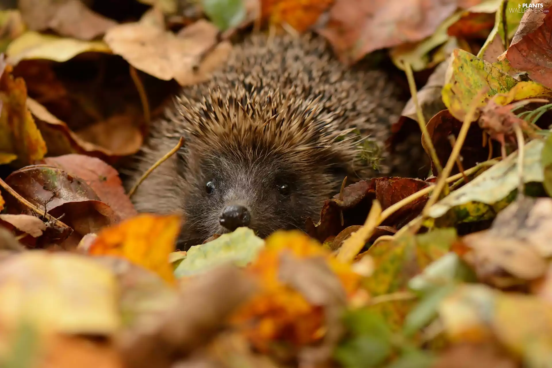 Leaf, hedgehog, autumn