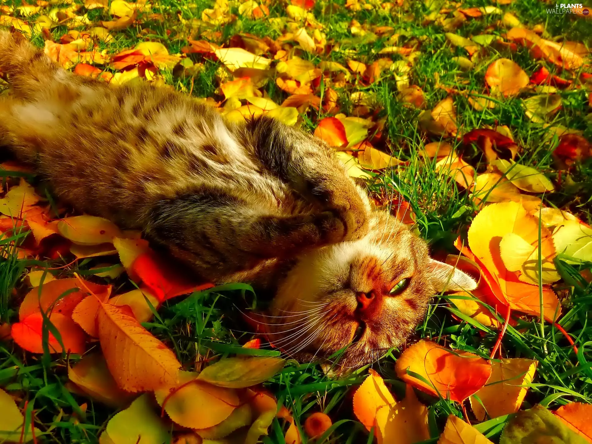 Leaf, kitten, autumn