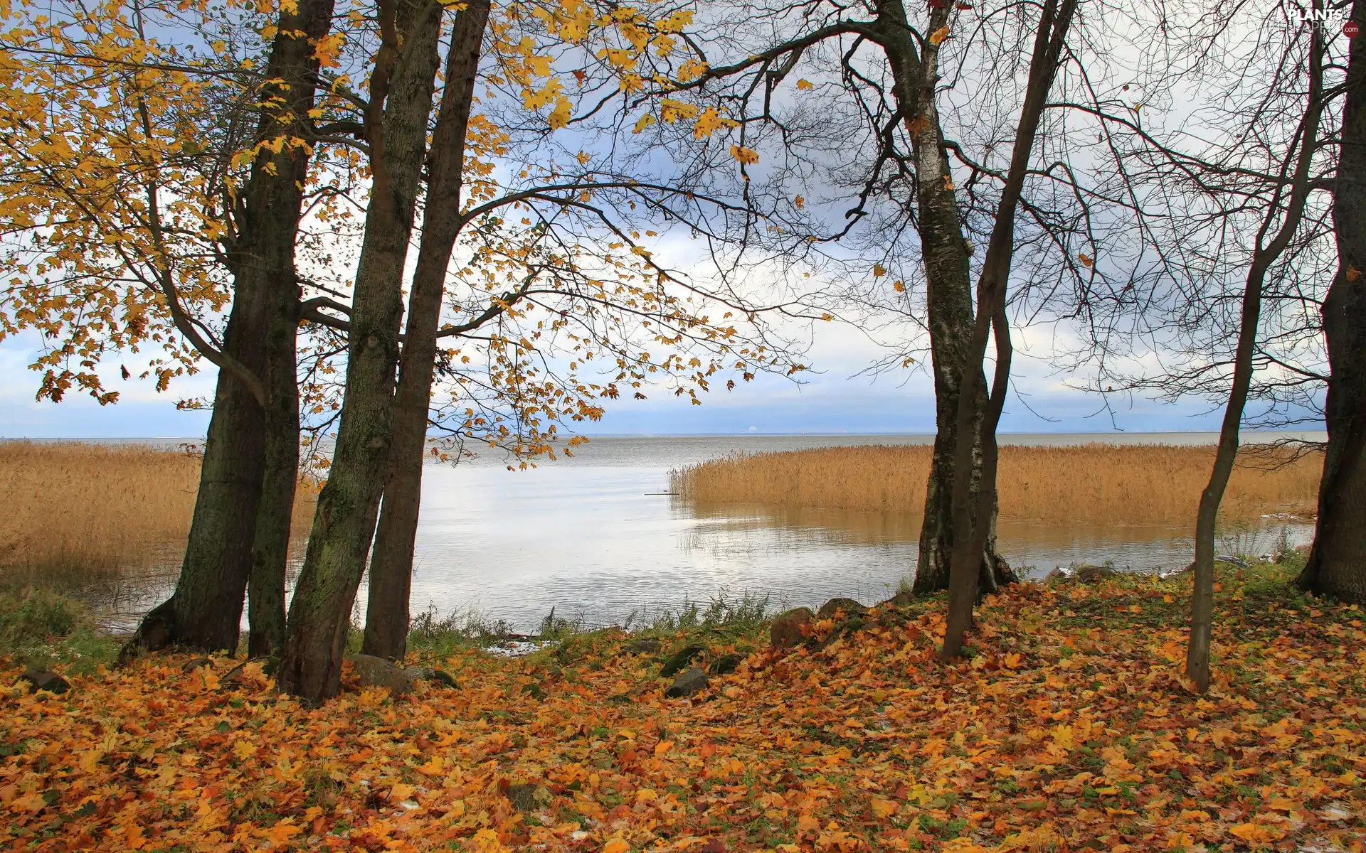 Leaf, autumn, trees, viewes, lake