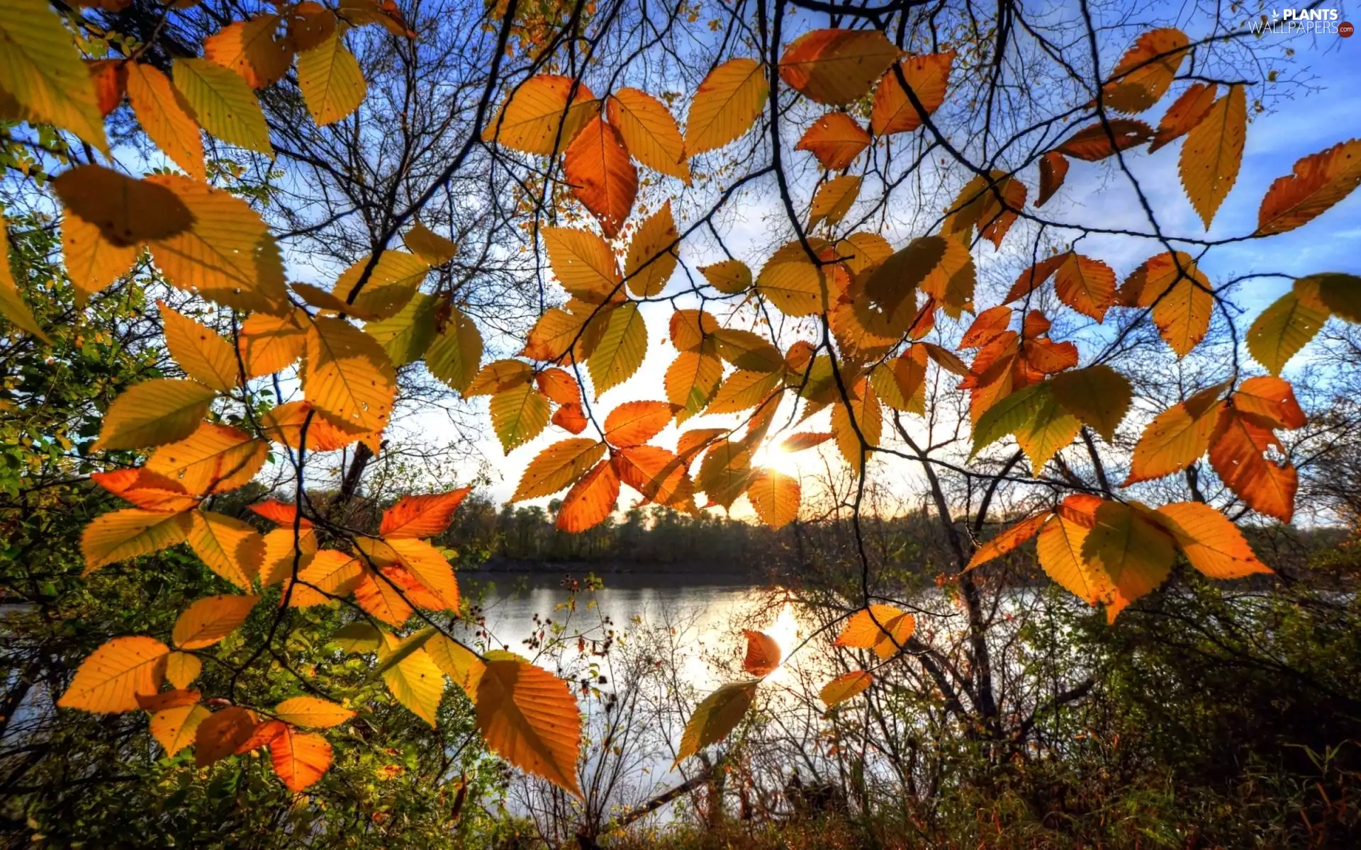 Leaf, lake, Autumn