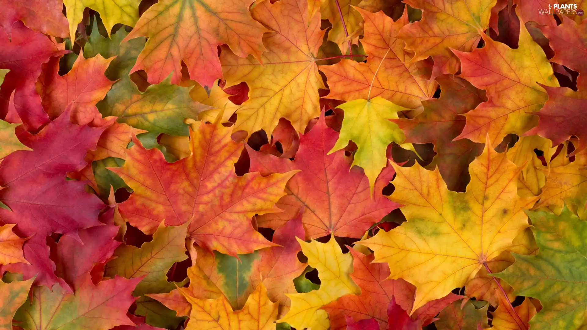 autumn, color, maple, Leaf